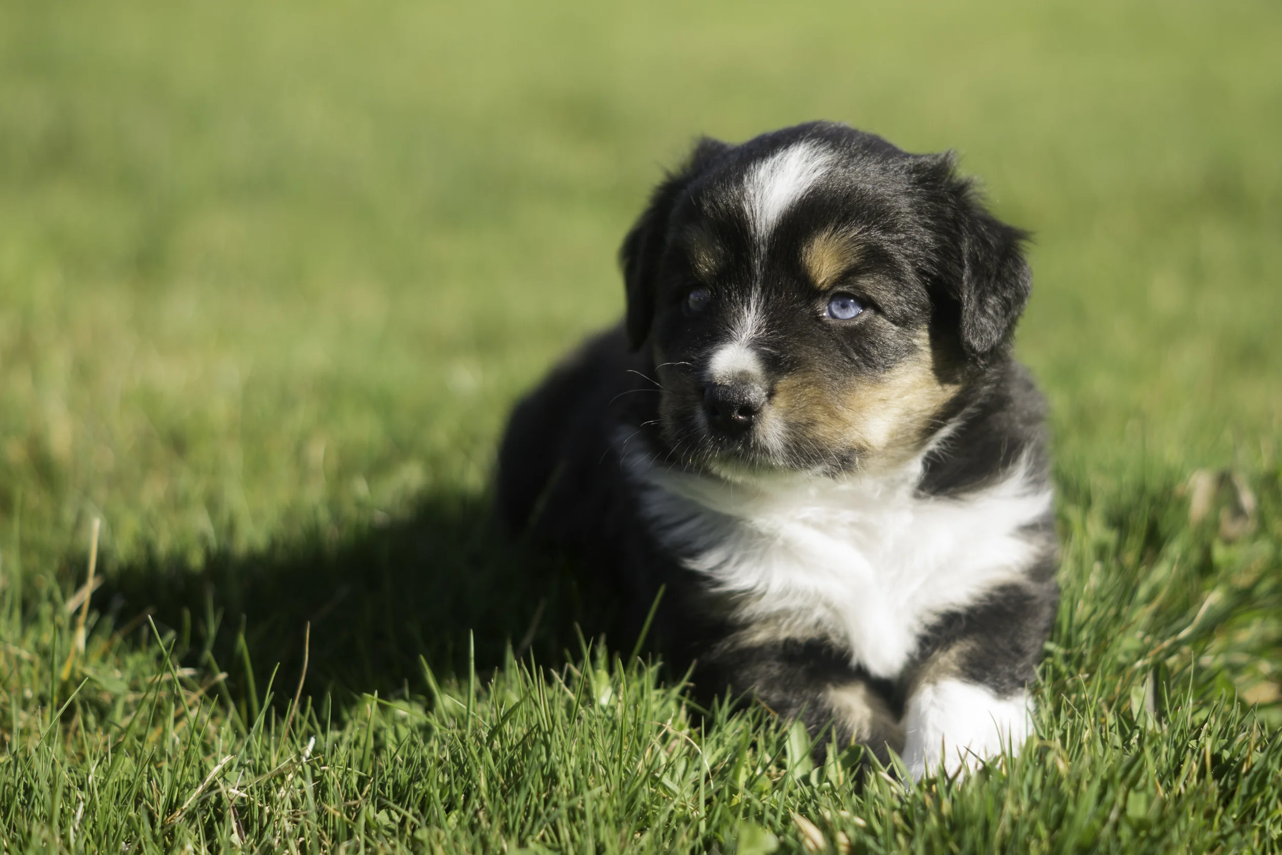 Miniature Australian Shepherd Puppy Female