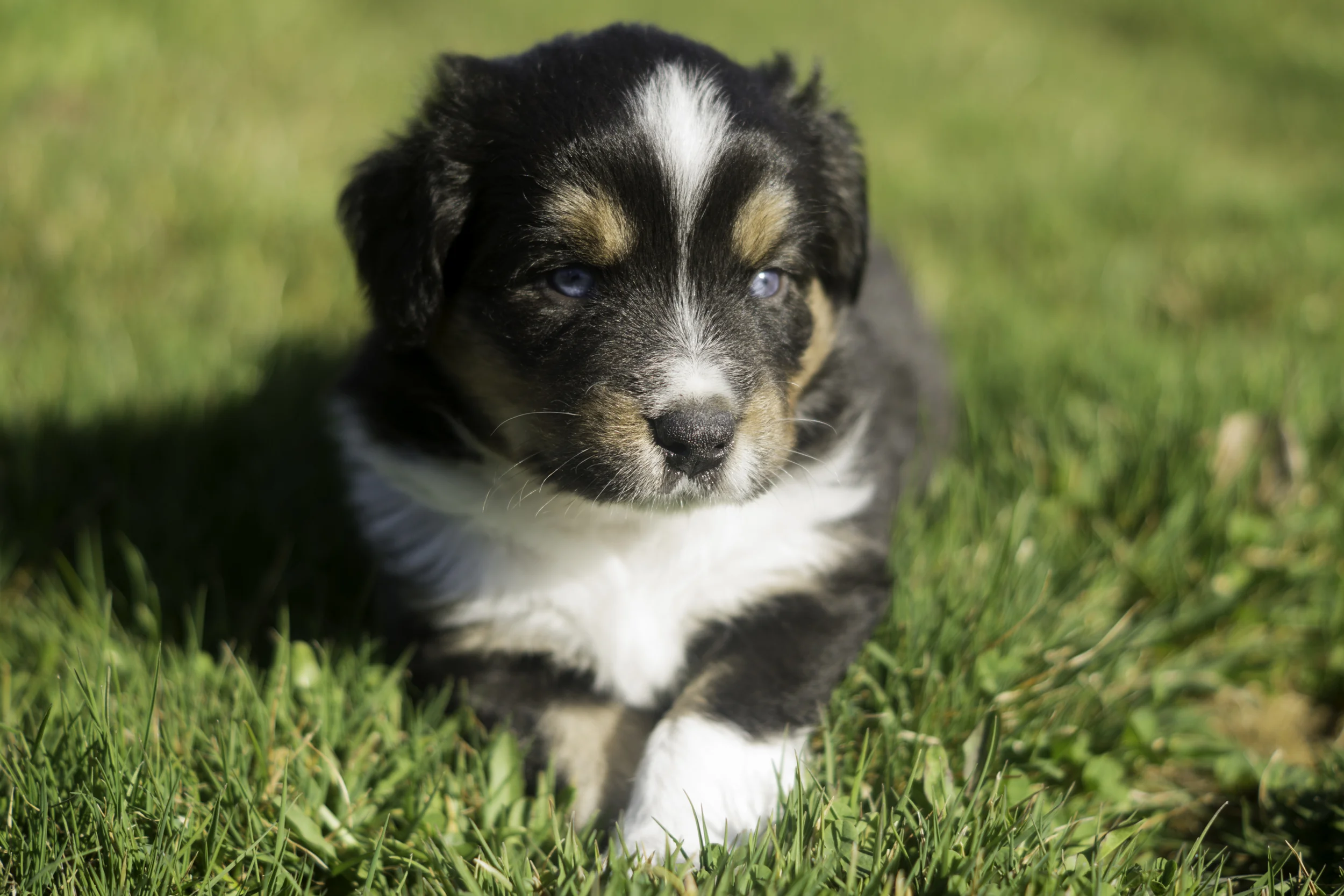 Miniature Australian Shepherd Puppy from Breezemore's Maine Mini Aussies!