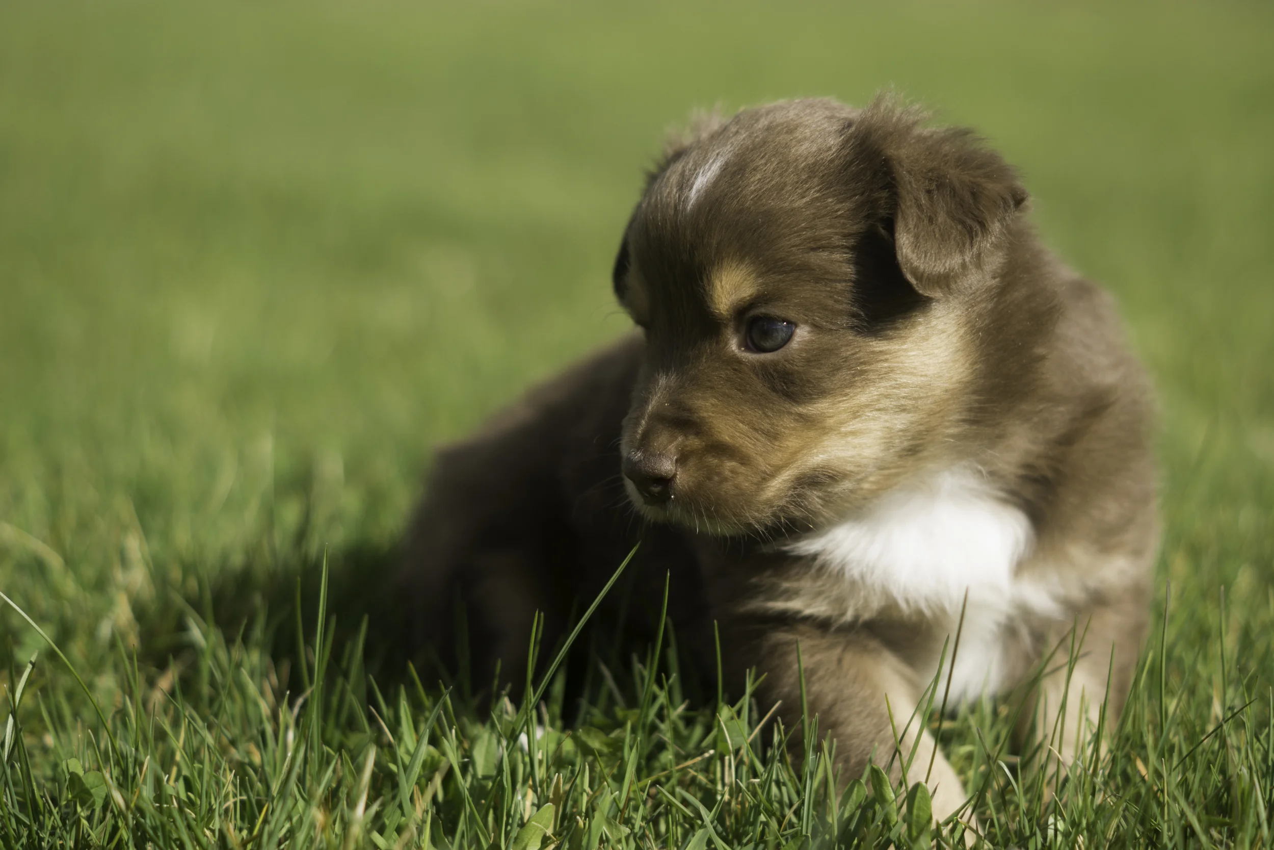 Miniature Australian Shepherd Puppy Female