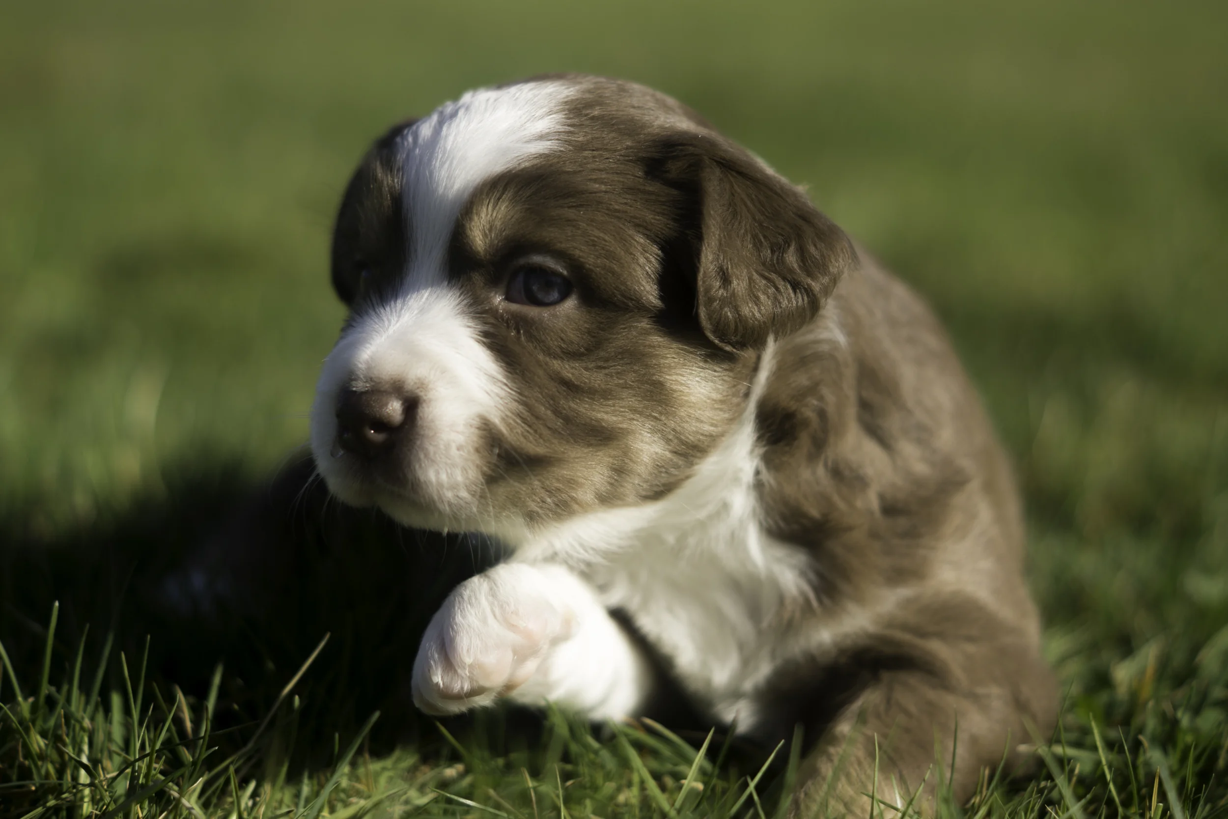 Miniature Australian Shepherd Puppy Female