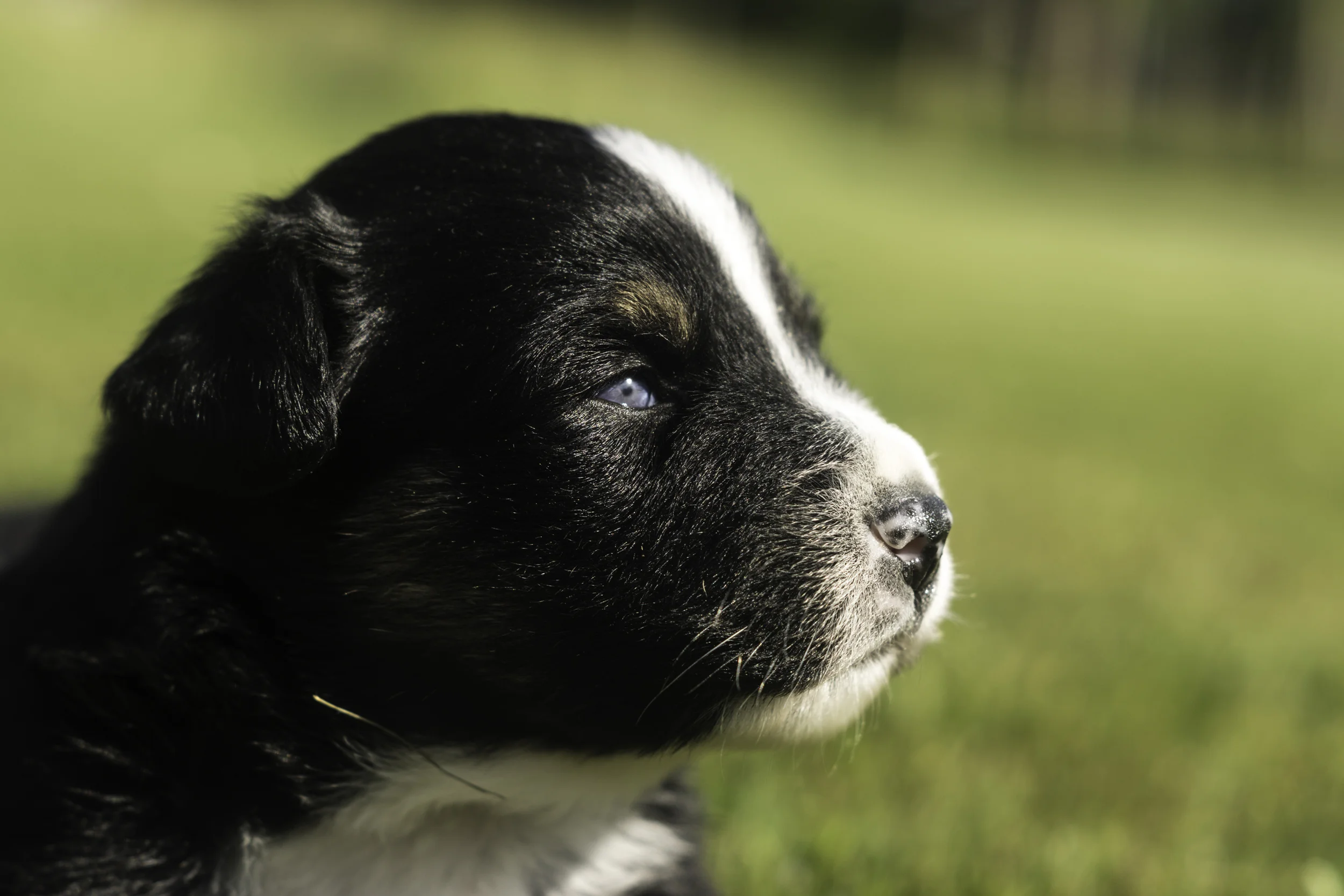 Miniature Australian Shepherd Puppy Female