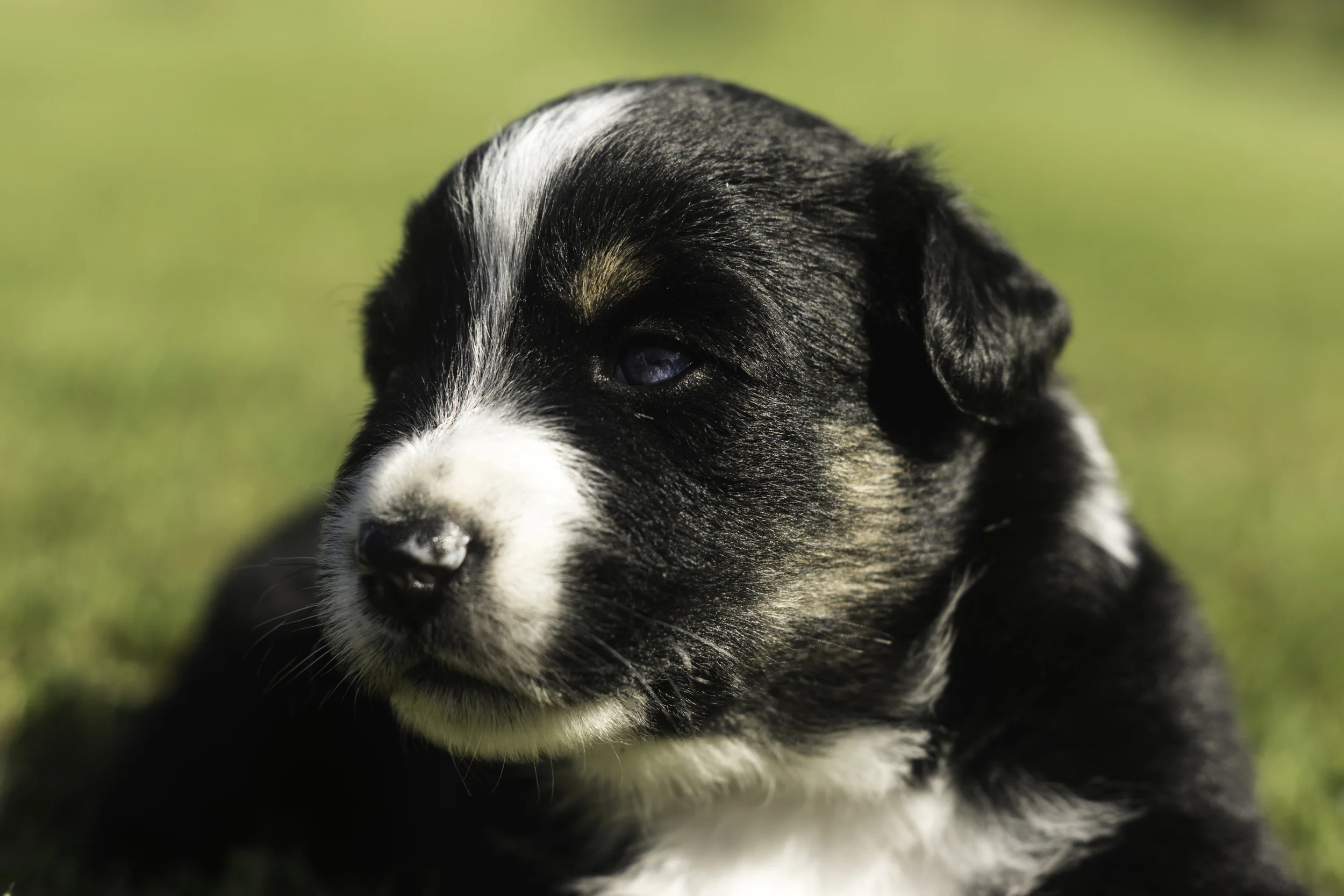 Miniature Australian Shepherd Puppy from Breezemore's Maine Mini Aussies!