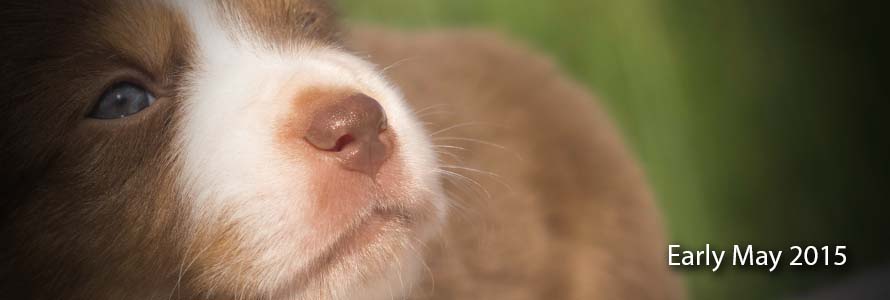 The beginning of may brought nine not so little Mini Aussies. Come see them!