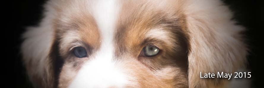 Another May litter! This time, it's Izzy's first! You can view more on this litter here :)