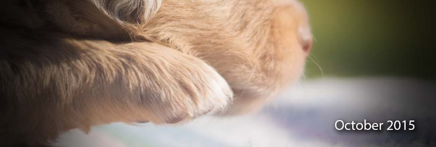 Breezemore Miniature Australian Shepherds is happy to bring 7 little ones into the crisp fall air. See them here or by clicking the image above!
