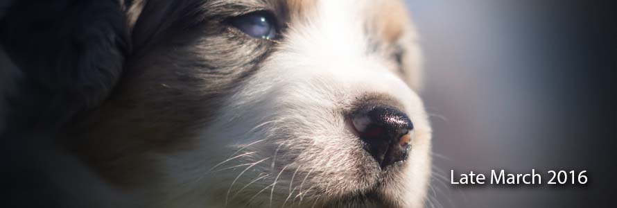 You can see more on Dixon's very first Mini Aussie litter here or by tapping the above image.