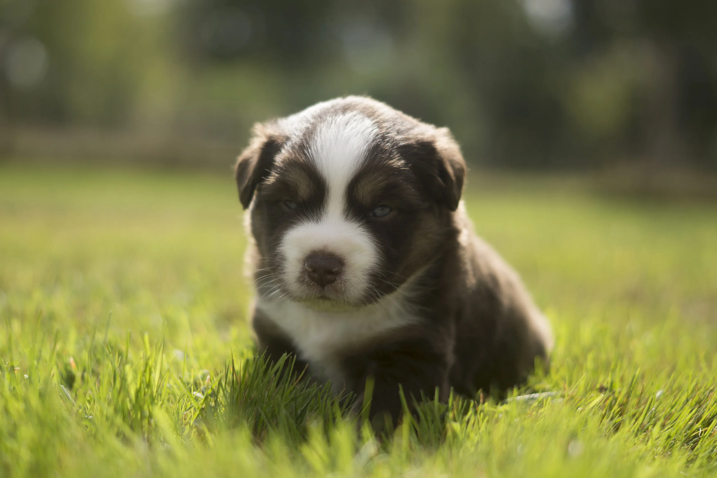 Miniature Australian Shepherd Puppy Female