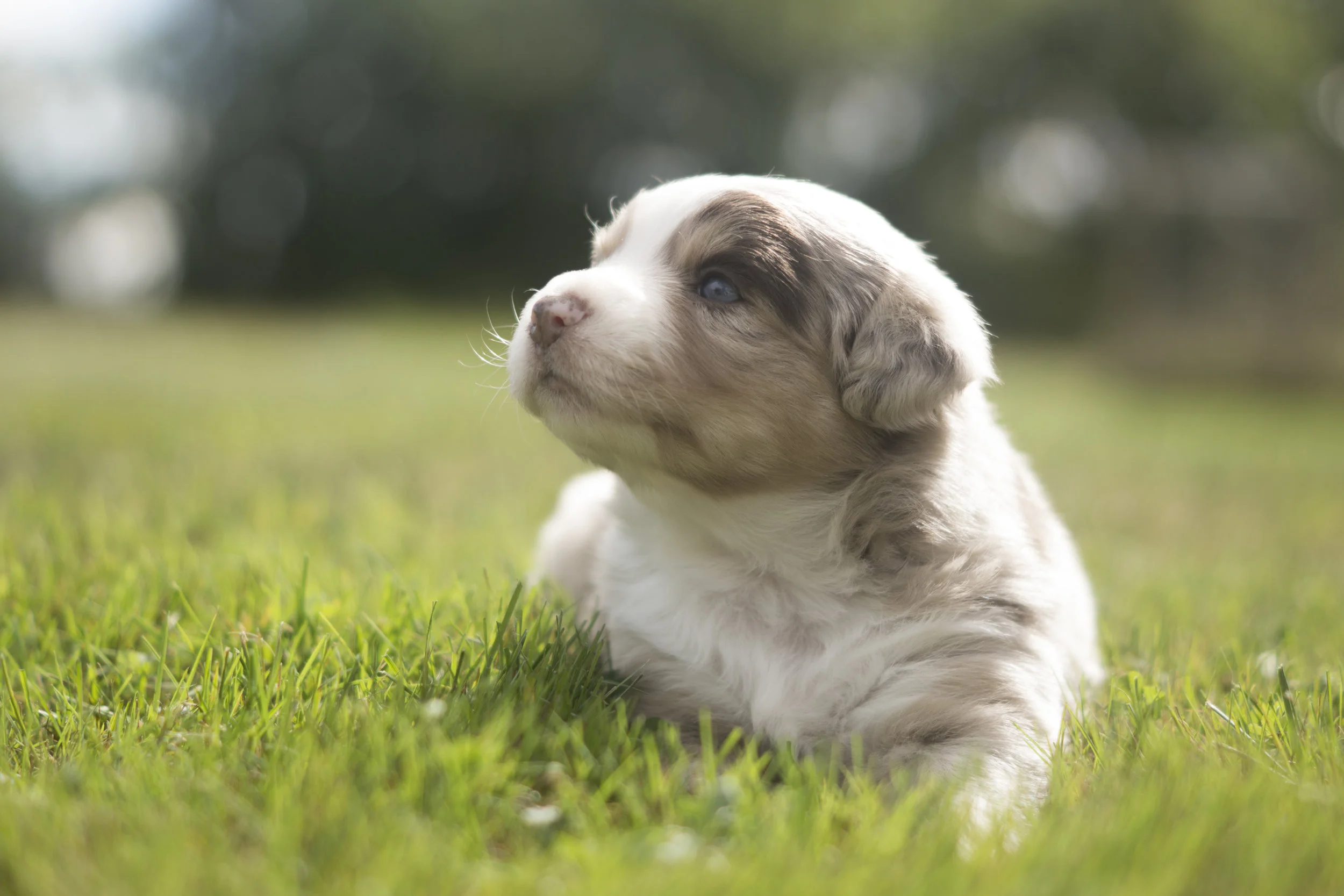 Miniature Australian Shepherd Puppy Female