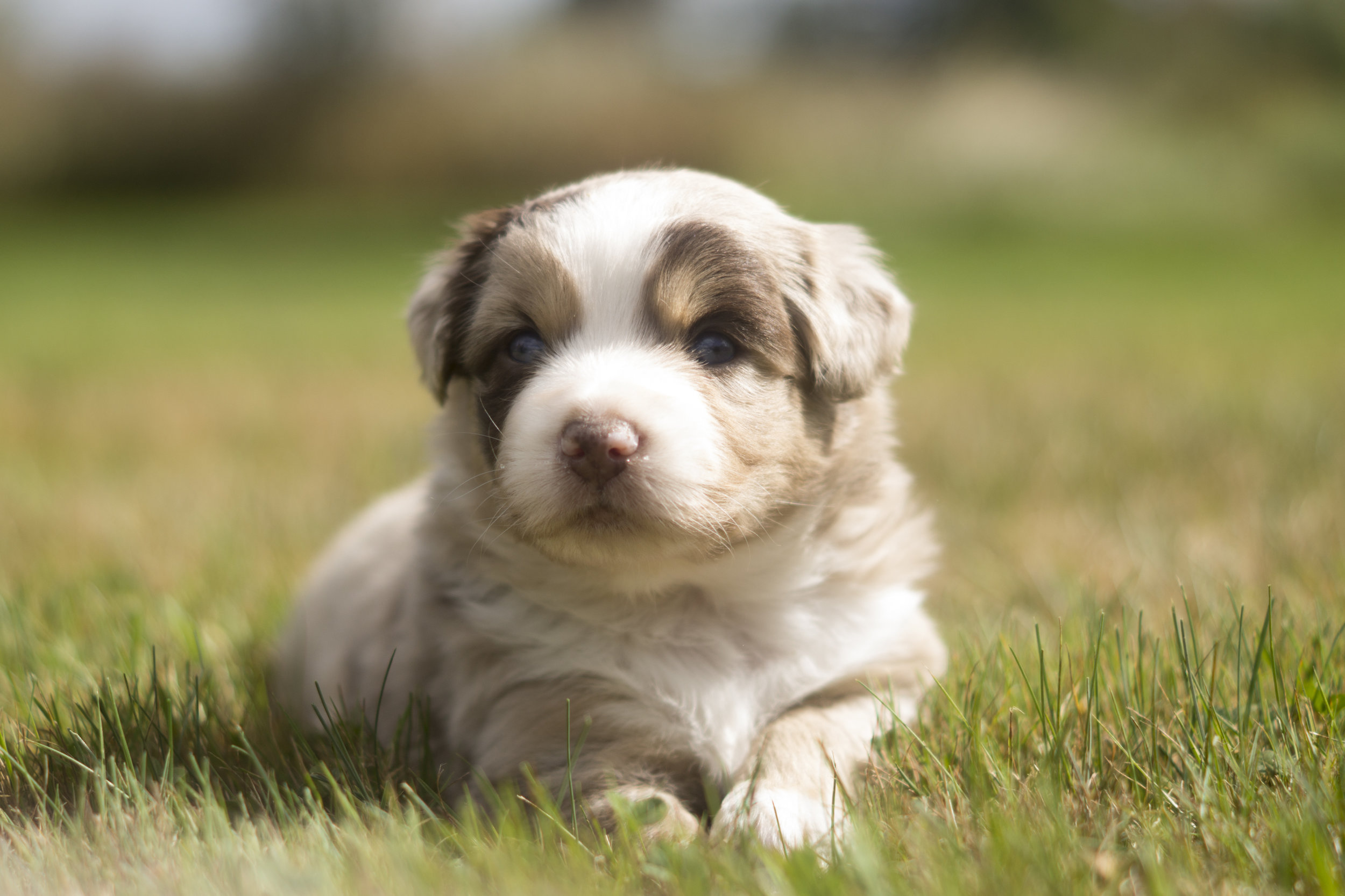 Miniature Australian Shepherd Puppy from Breezemore's Maine Mini Aussies!
