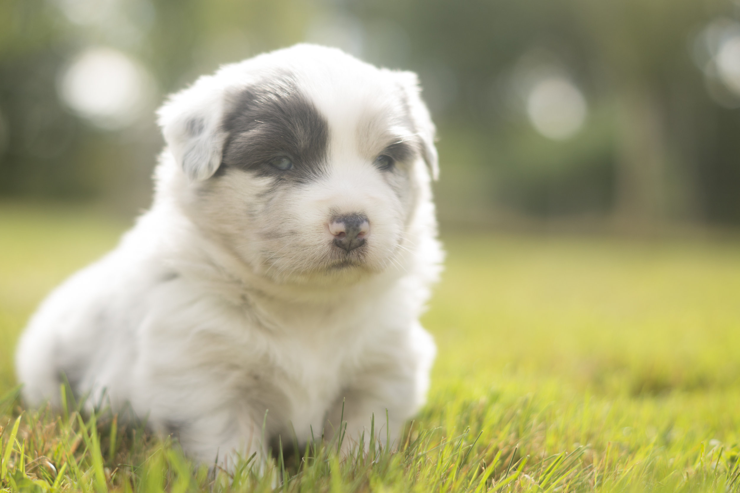Miniature Australian Shepherd Puppy Female
