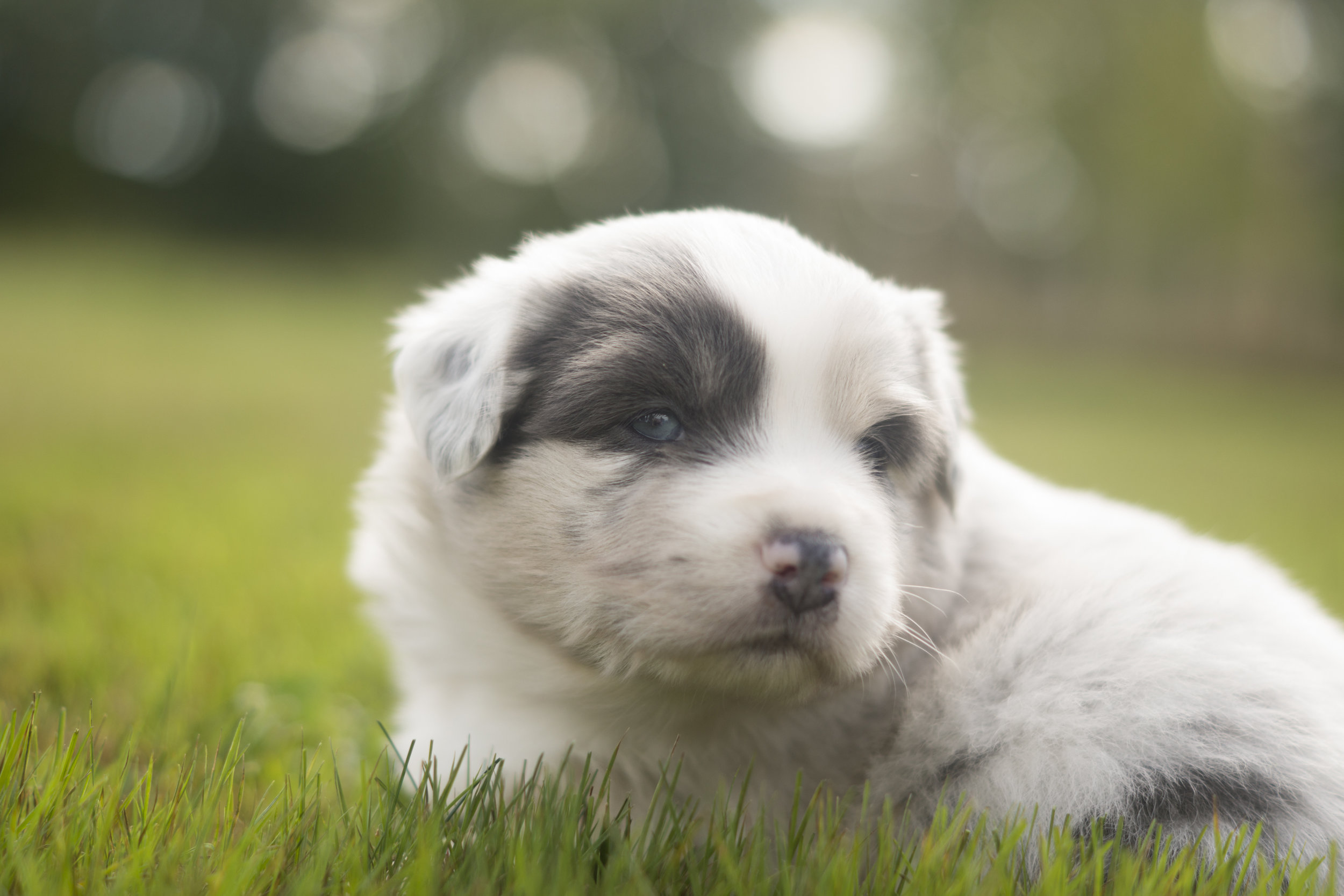 Miniature Australian Shepherd Puppy from Breezemore's Maine Mini Aussies!