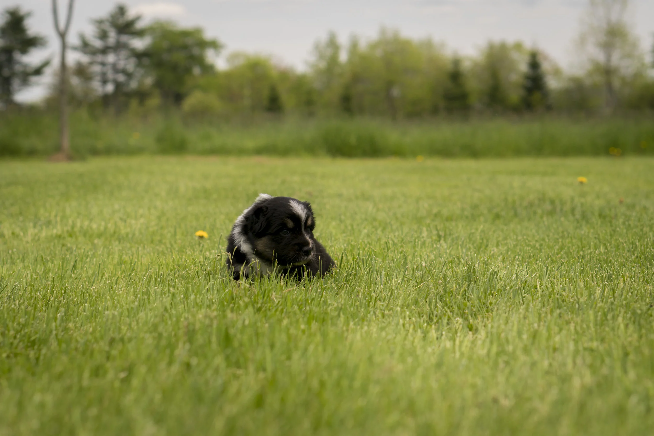Miniature Australian Shepherd Puppy from Breezemore's Maine Mini Aussies!