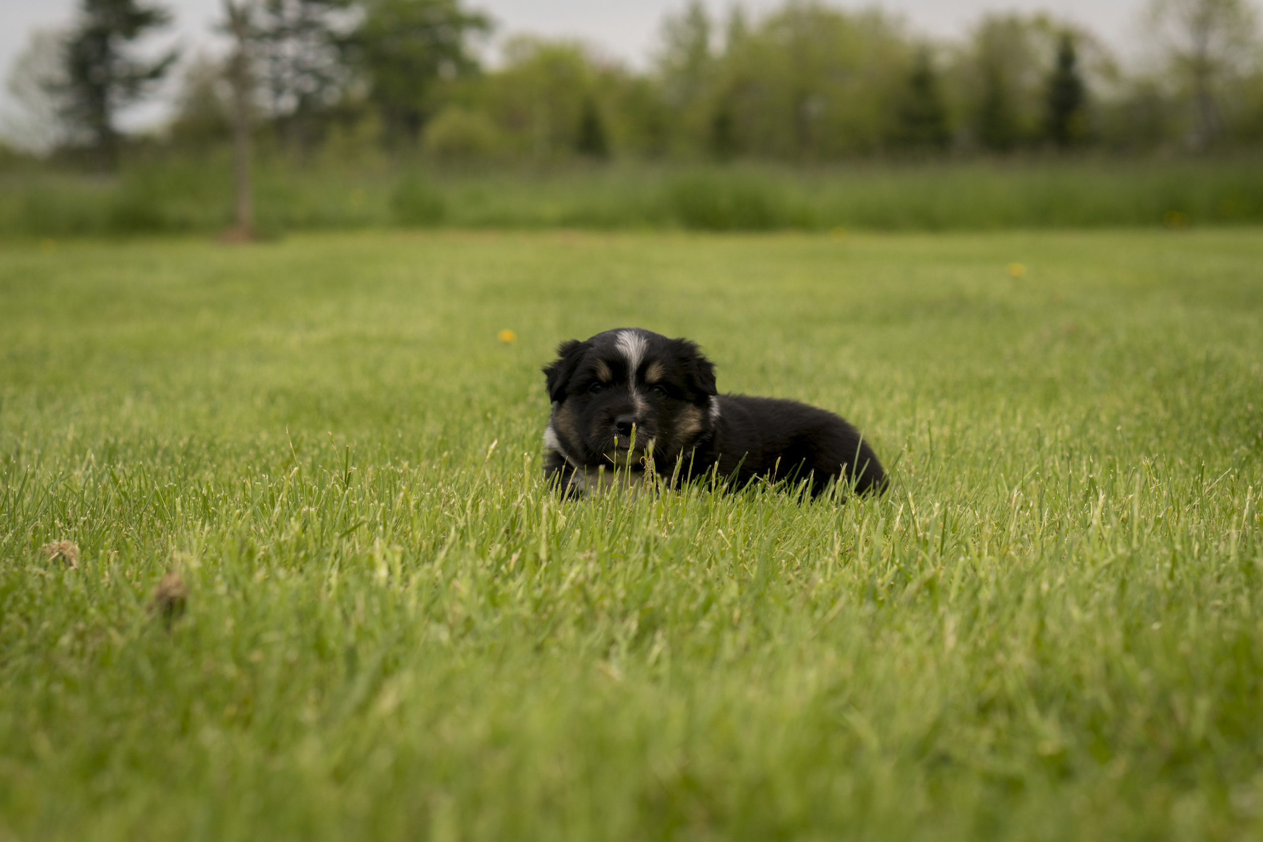 Miniature Australian Shepherd Puppy Female