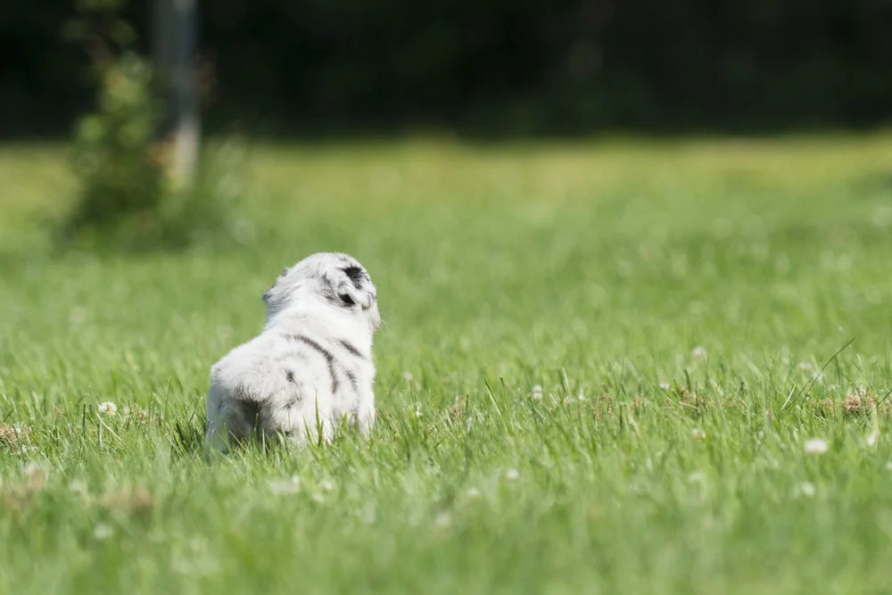 Mini Aussie Puppies — Breezemore's Aussies