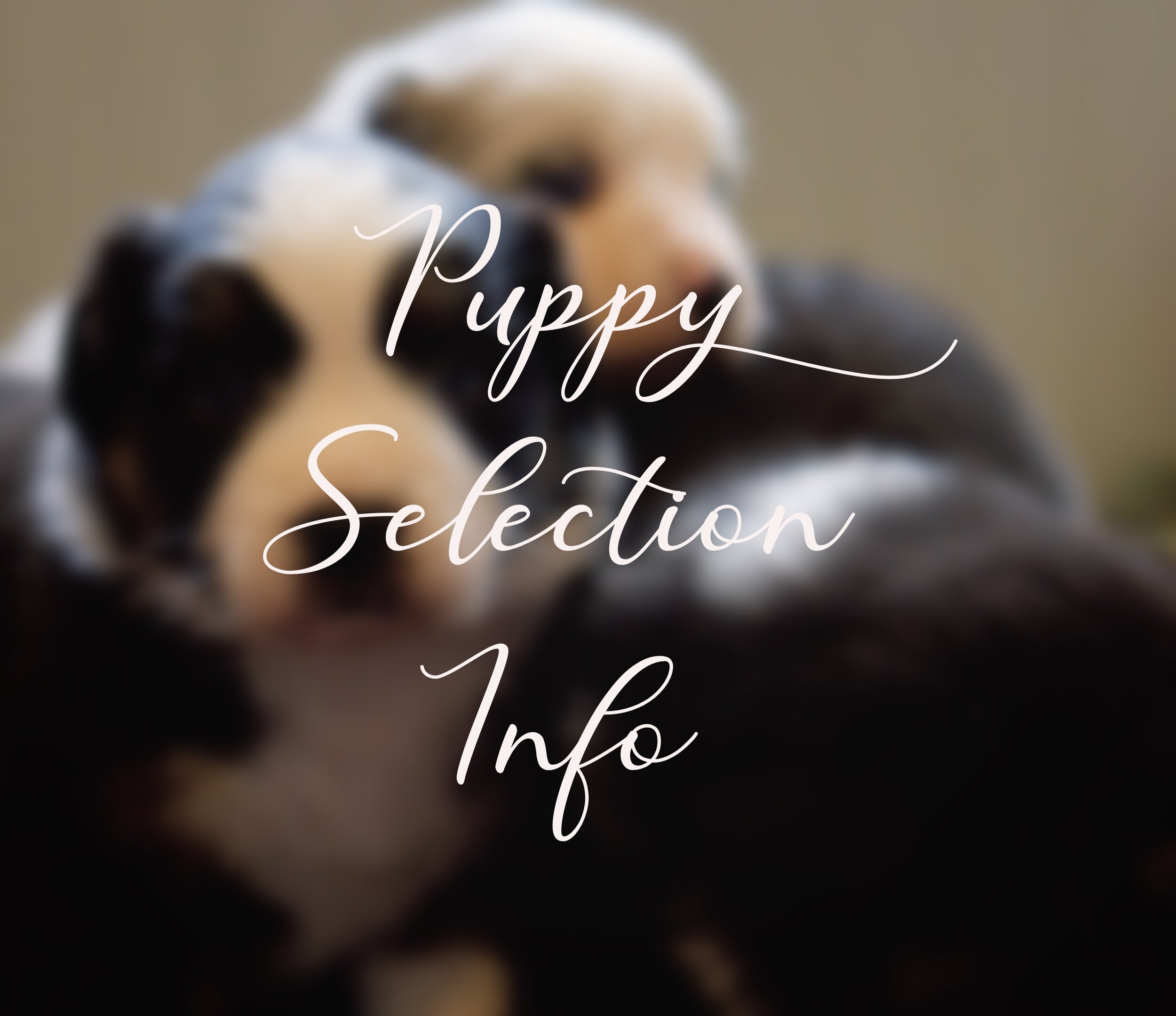 Puppy Selection Process