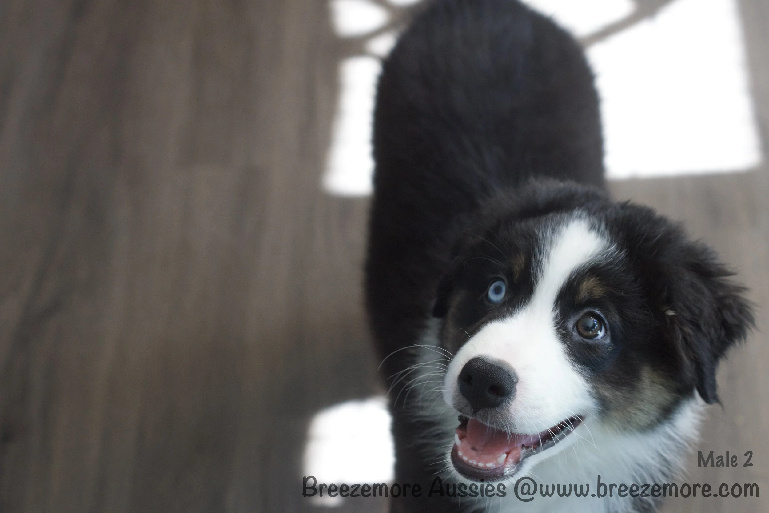 Black Tri - Male 2