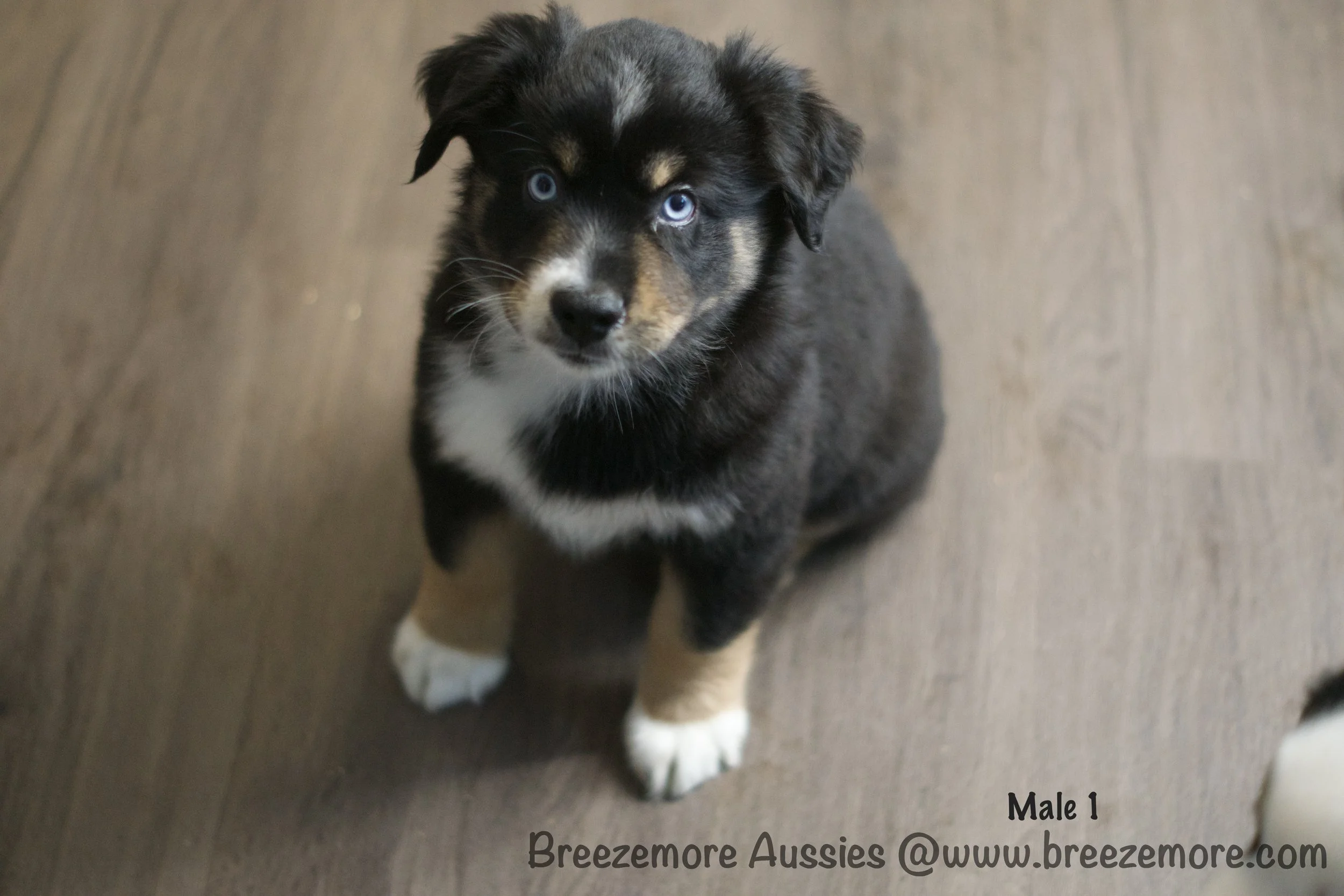 Black Tri - Male 1
