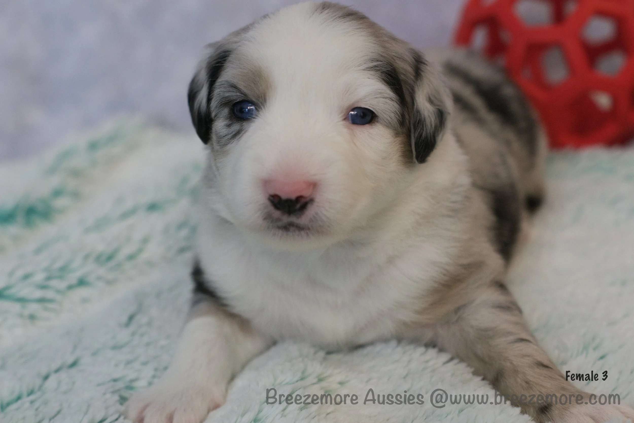 DSC07178 37 Edited.jpg