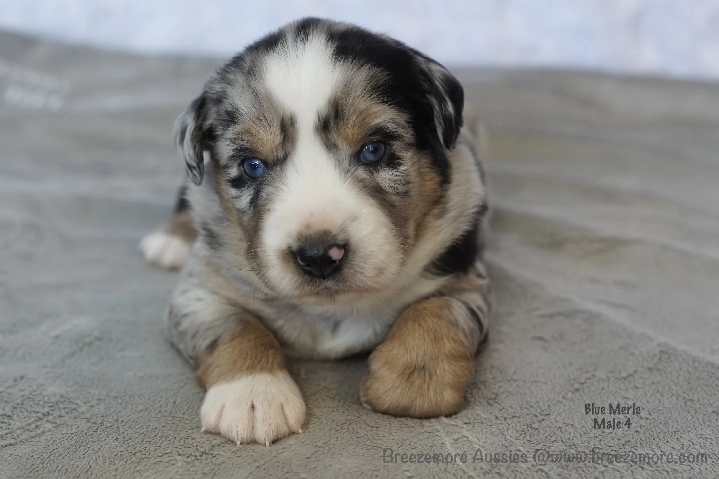 Blue Merle Male 4