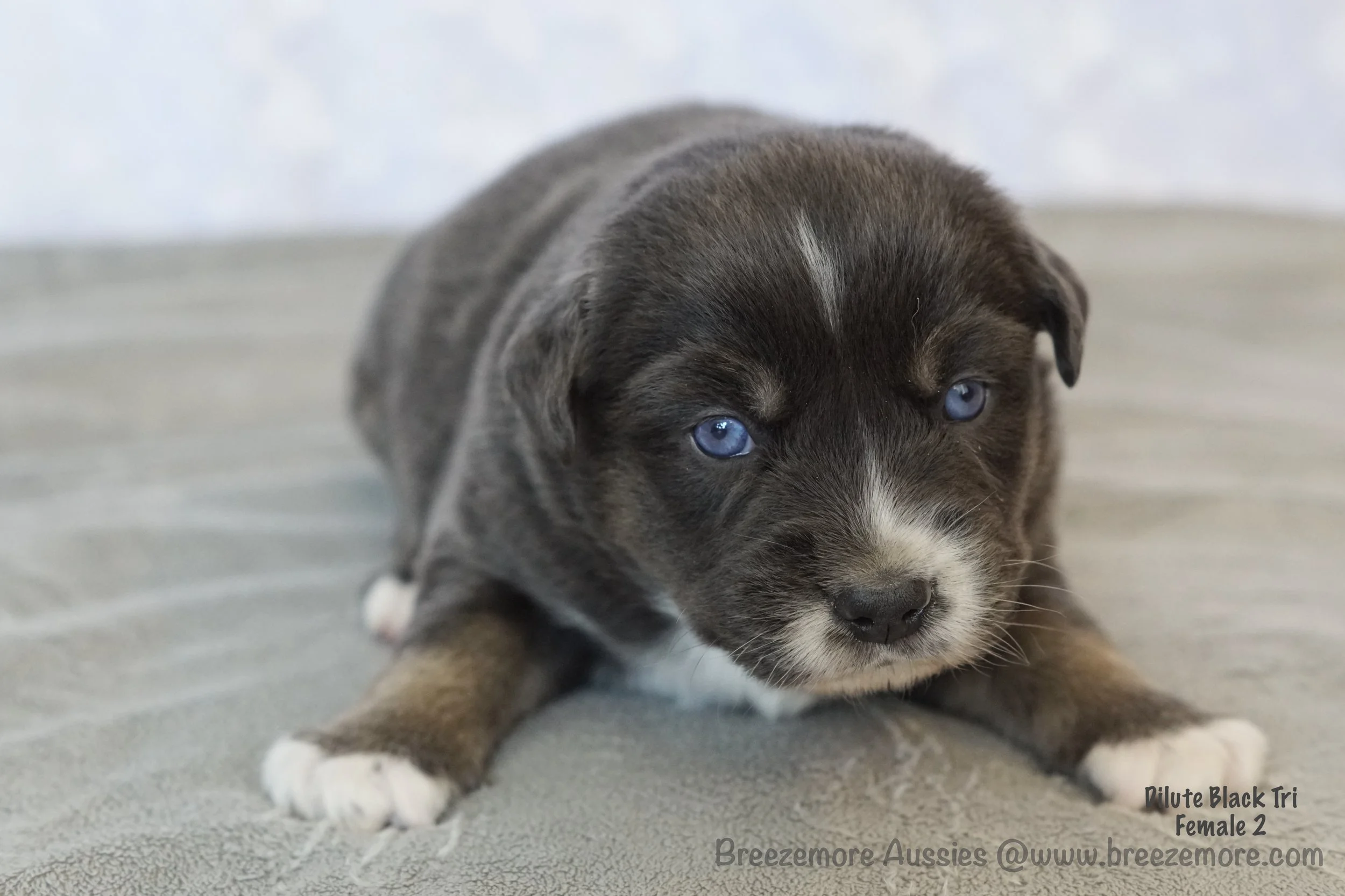 Dilute Black Tri Female 2