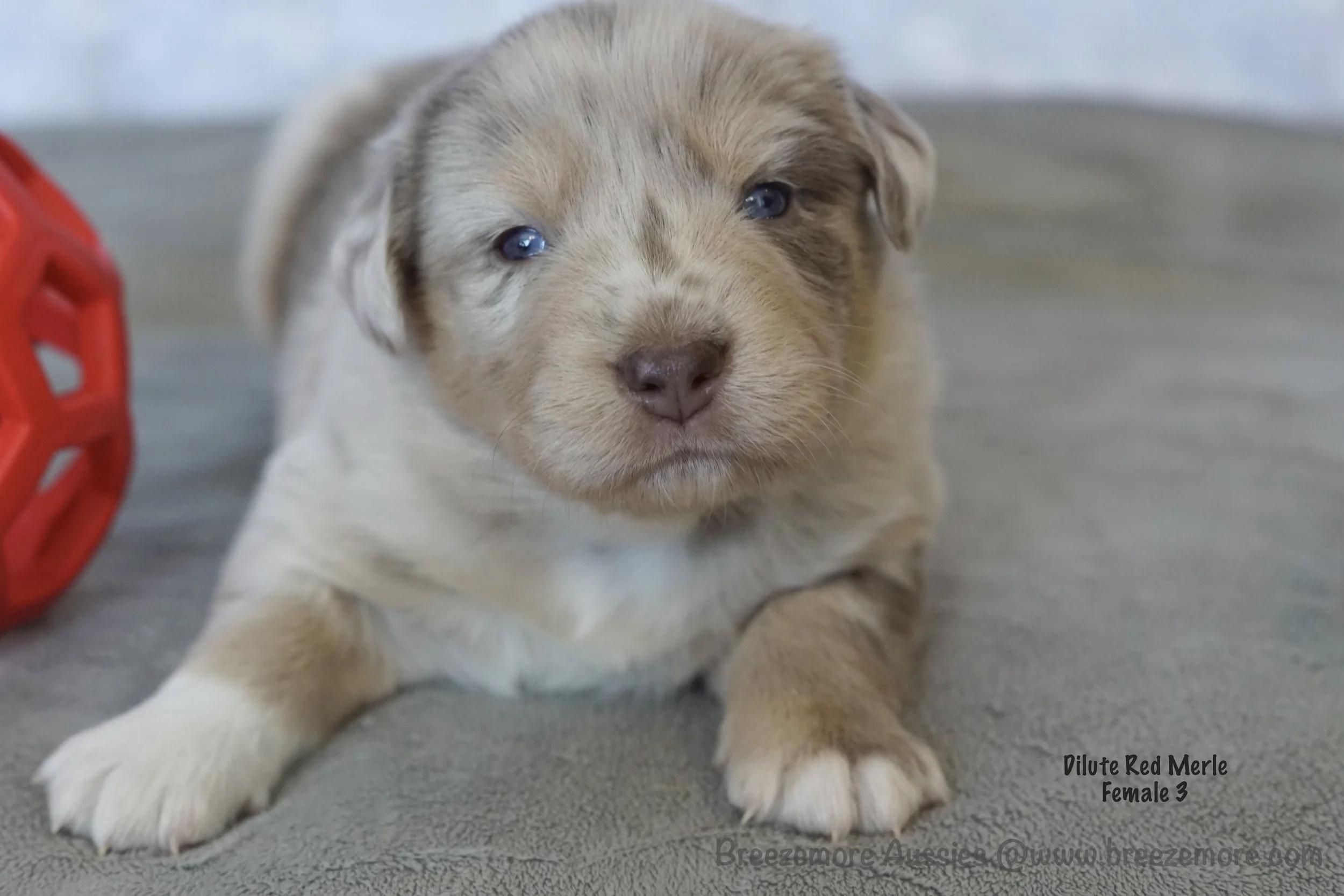 Female 3 - Dilute Red Merle