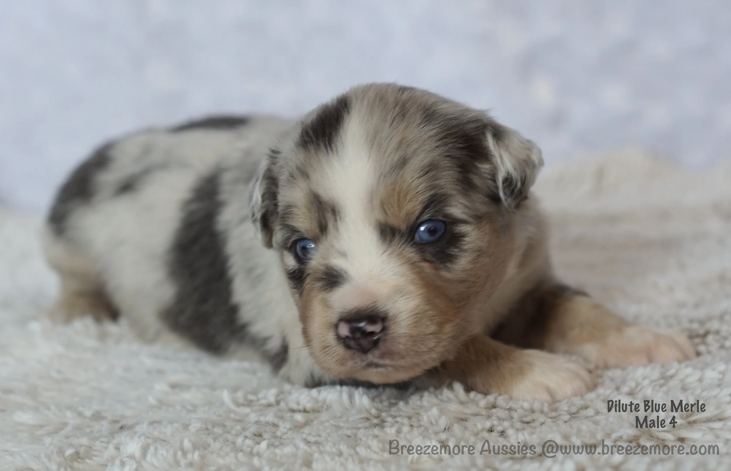 Blue Merle Male 4