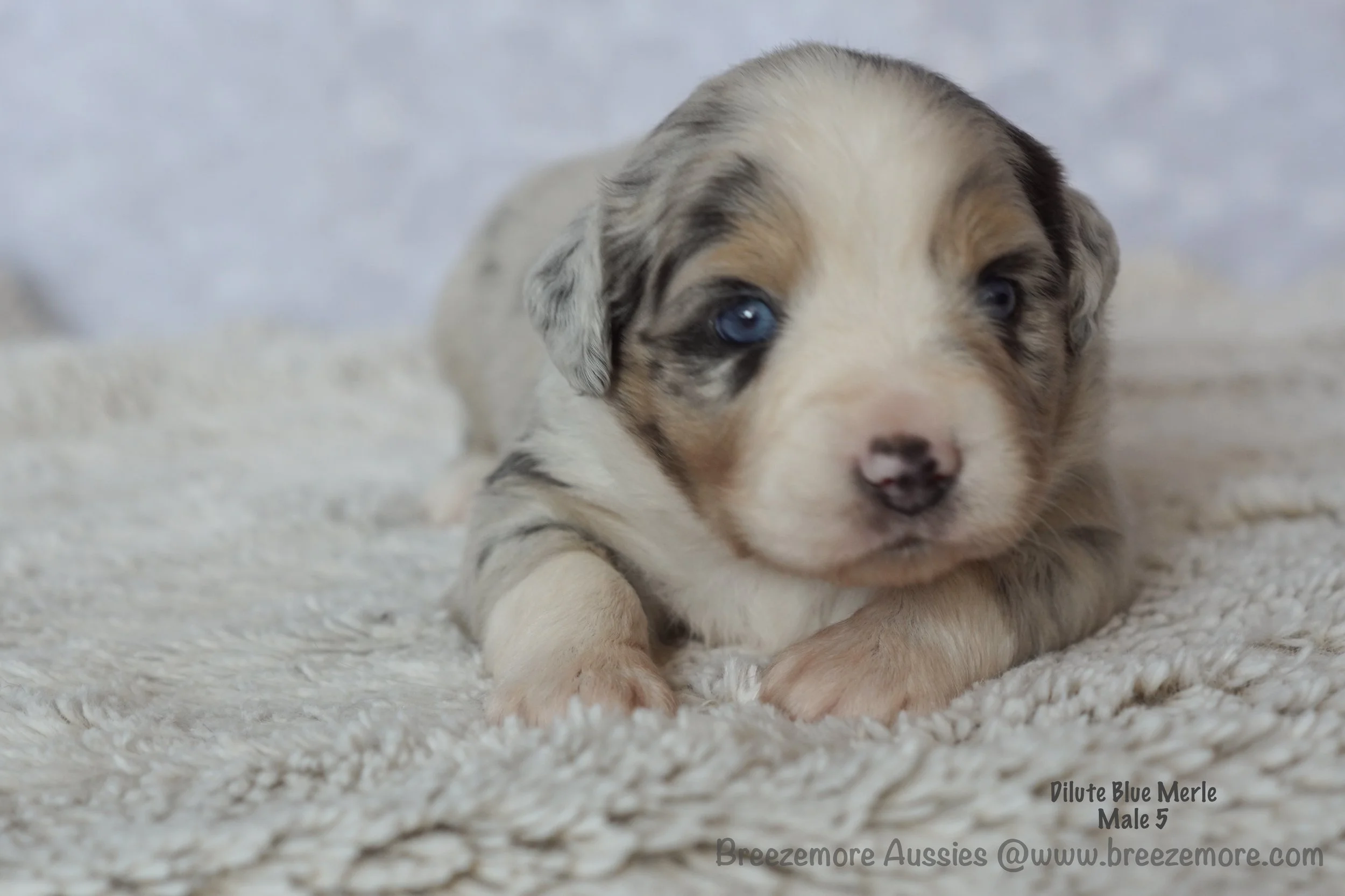 Dilute Blue Merle Male 5