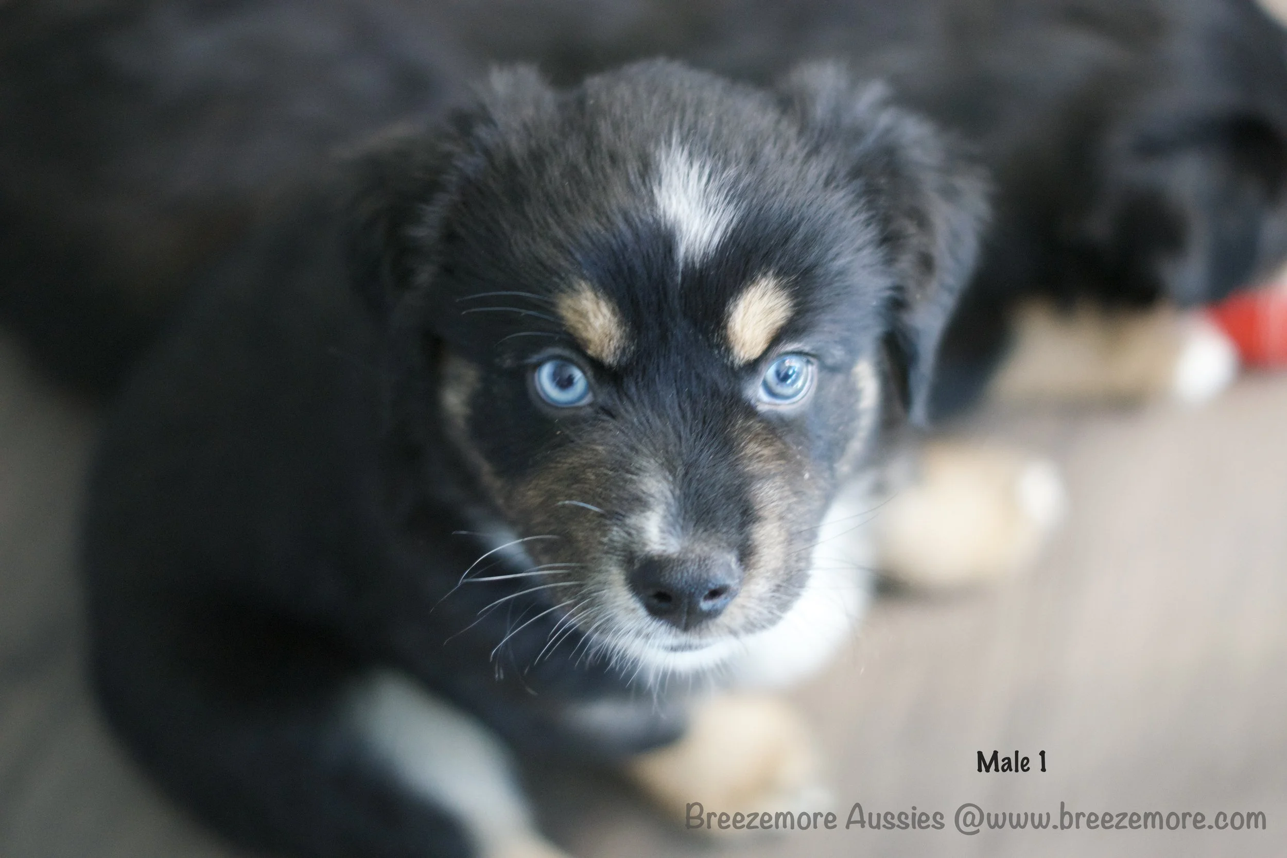 Black Tri - Male 1