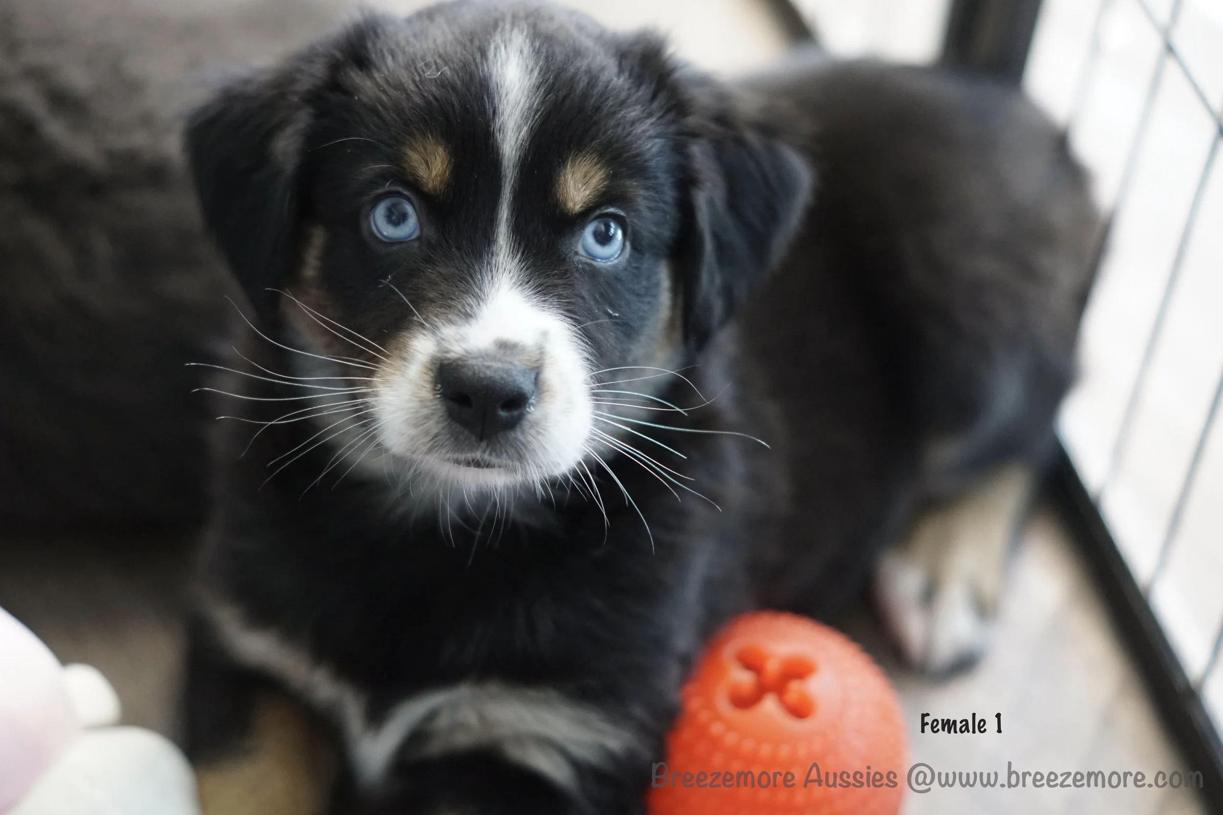 Black Tri - Female 1