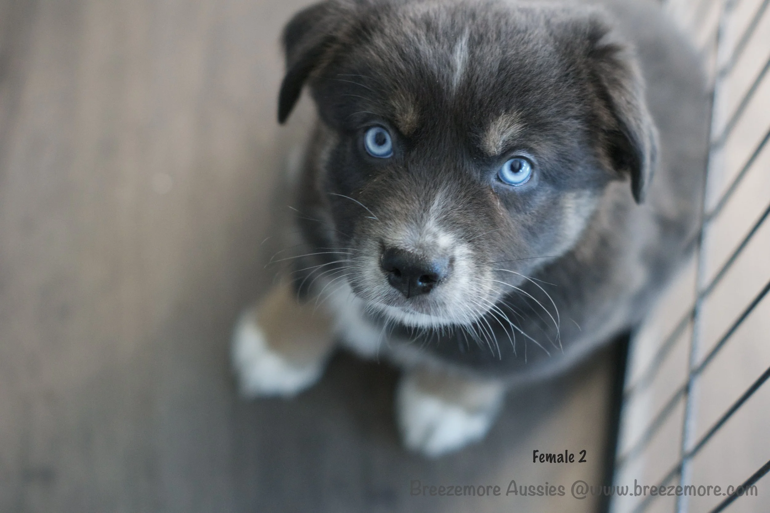 Dilute Black Tri - Female 2