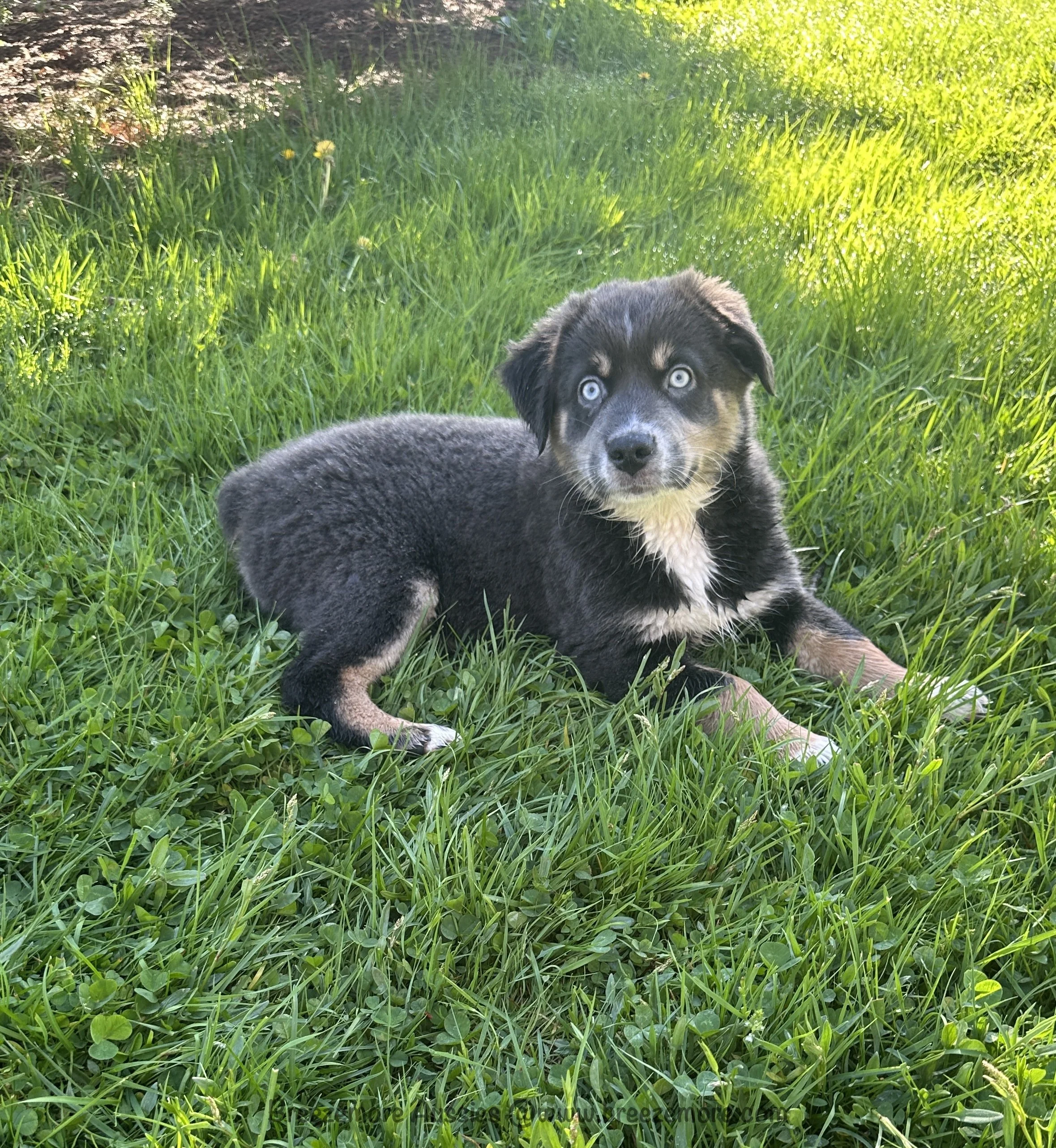 Dilute Blue Merle Female