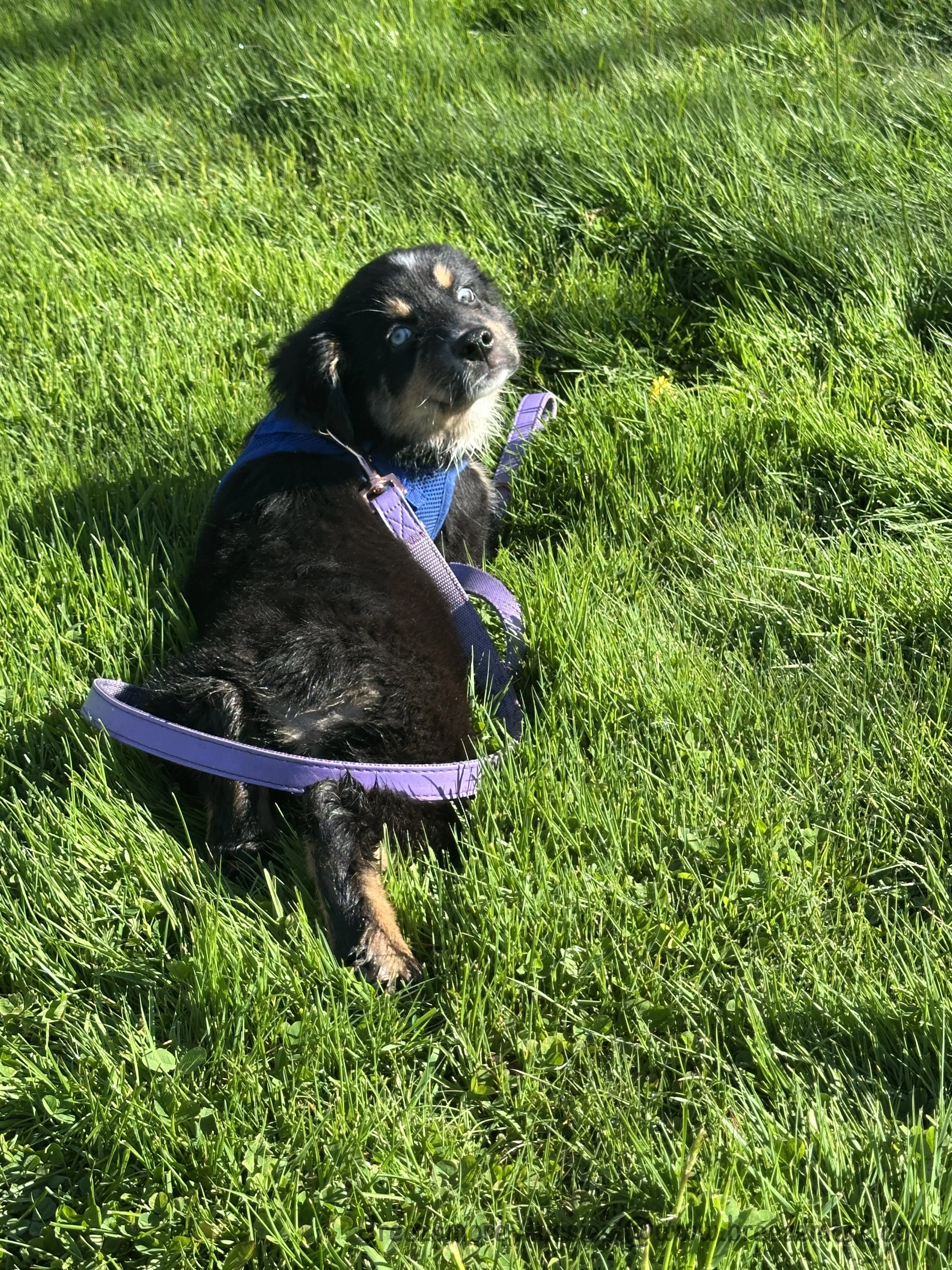 Black Tri Male 