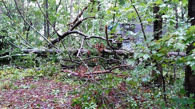 View from studio door "the morning after." At first I didn't know if the other building and the car were smashed. The trees here are wonderful, though, and spared them.