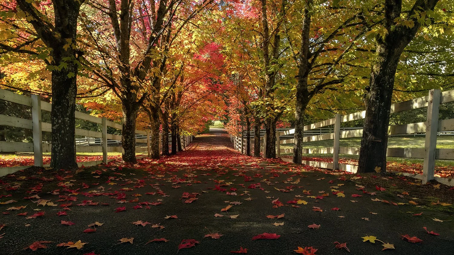 FallDriveway-WEB-003.jpg