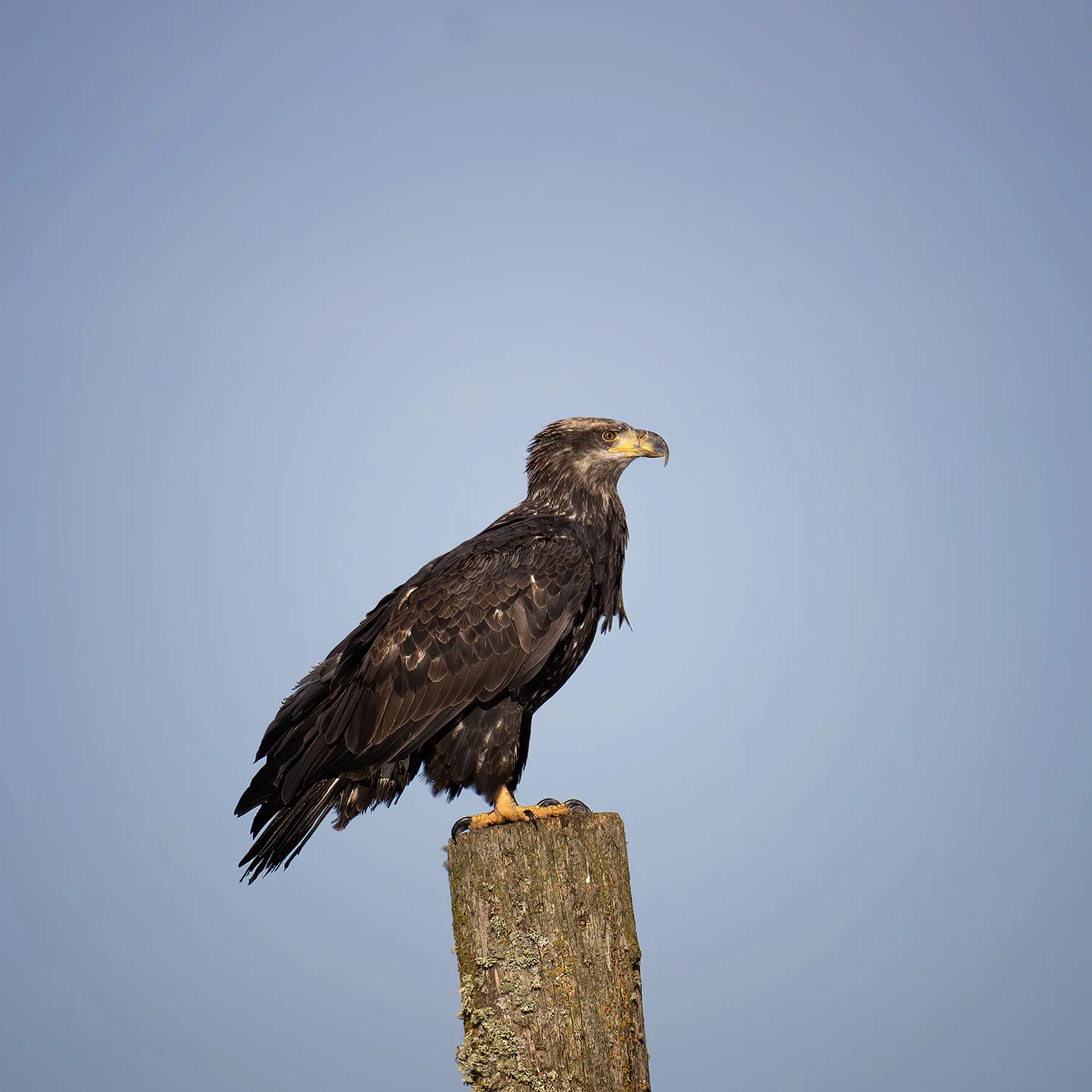 Eagle-Post-WEB-002.jpg