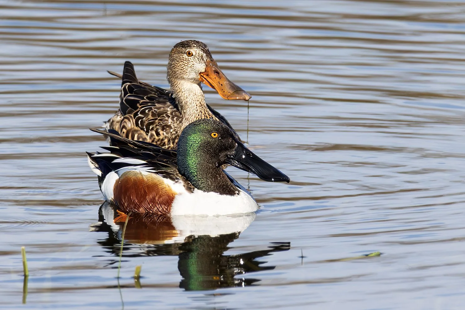 Double Ducks Web.jpg