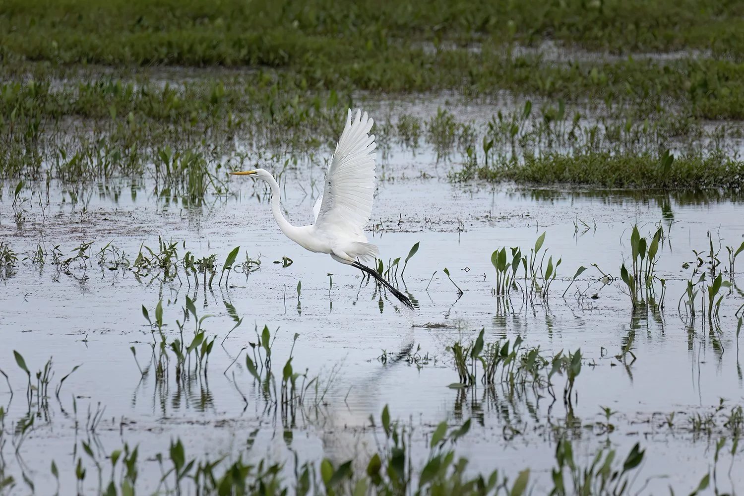 Egret-001-WEB.jpg