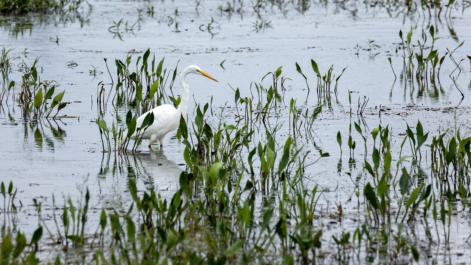 Egret-002.jpg
