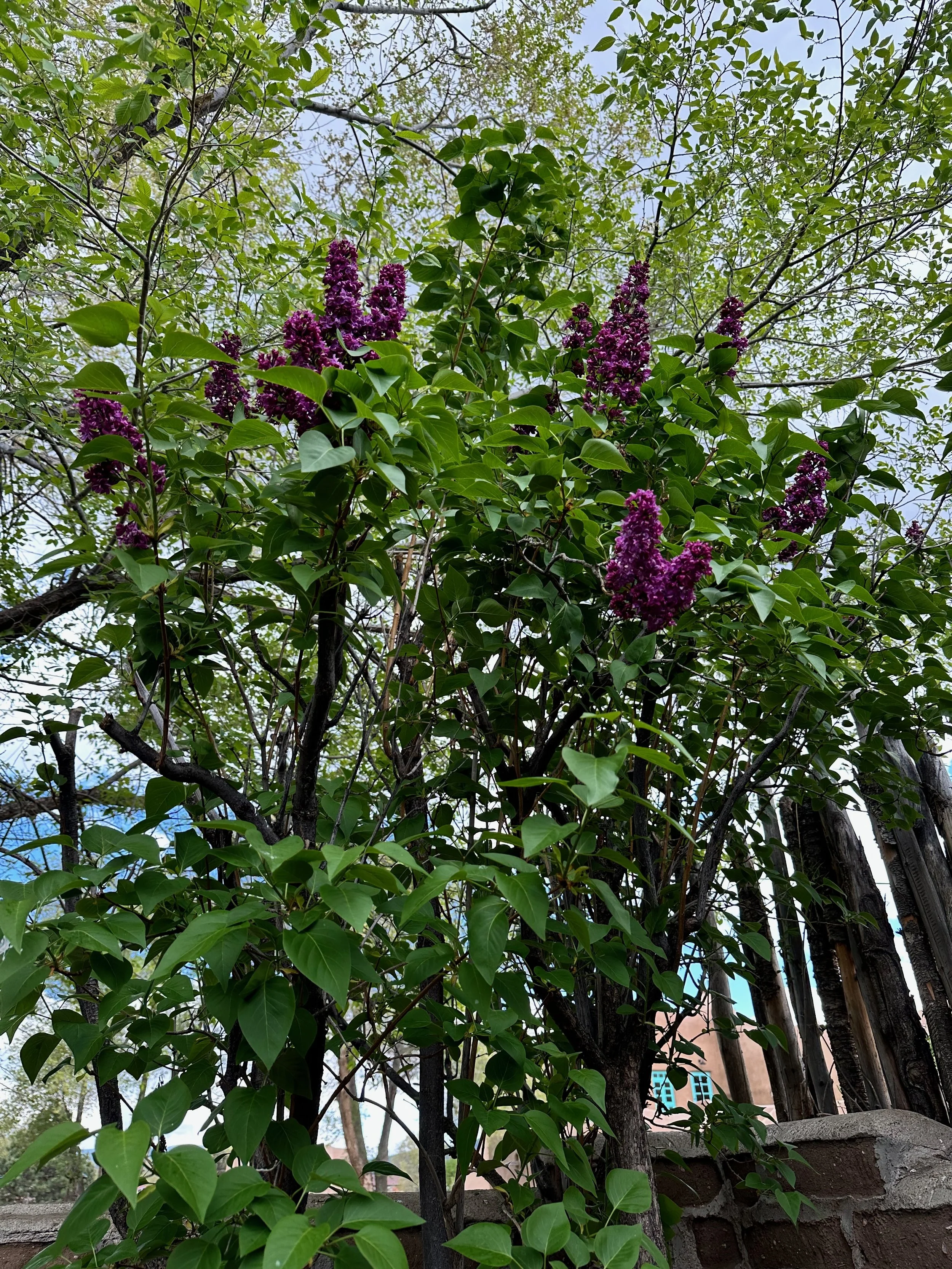 IMG_2734.jpeg