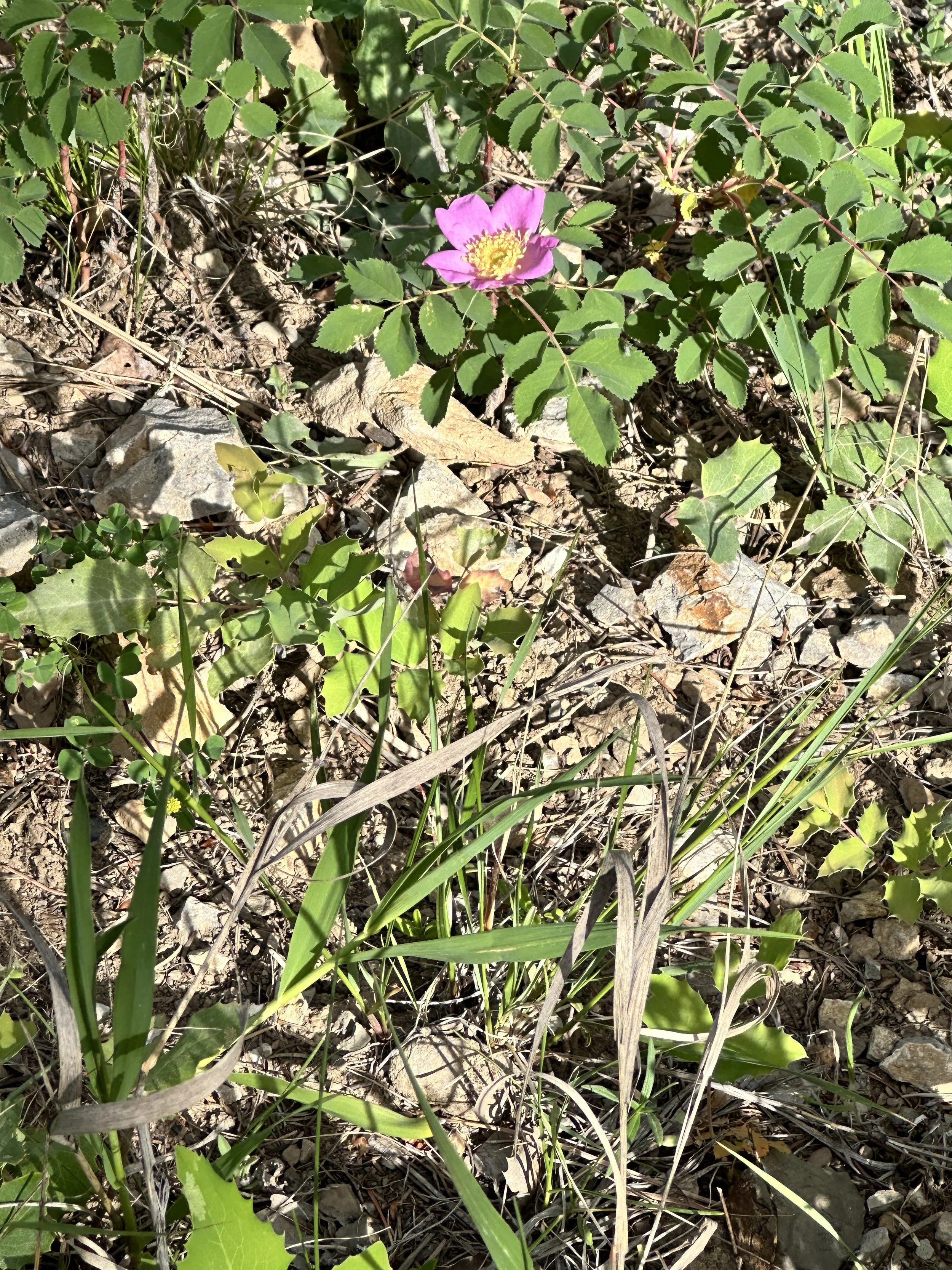 IMG_2842.jpeg