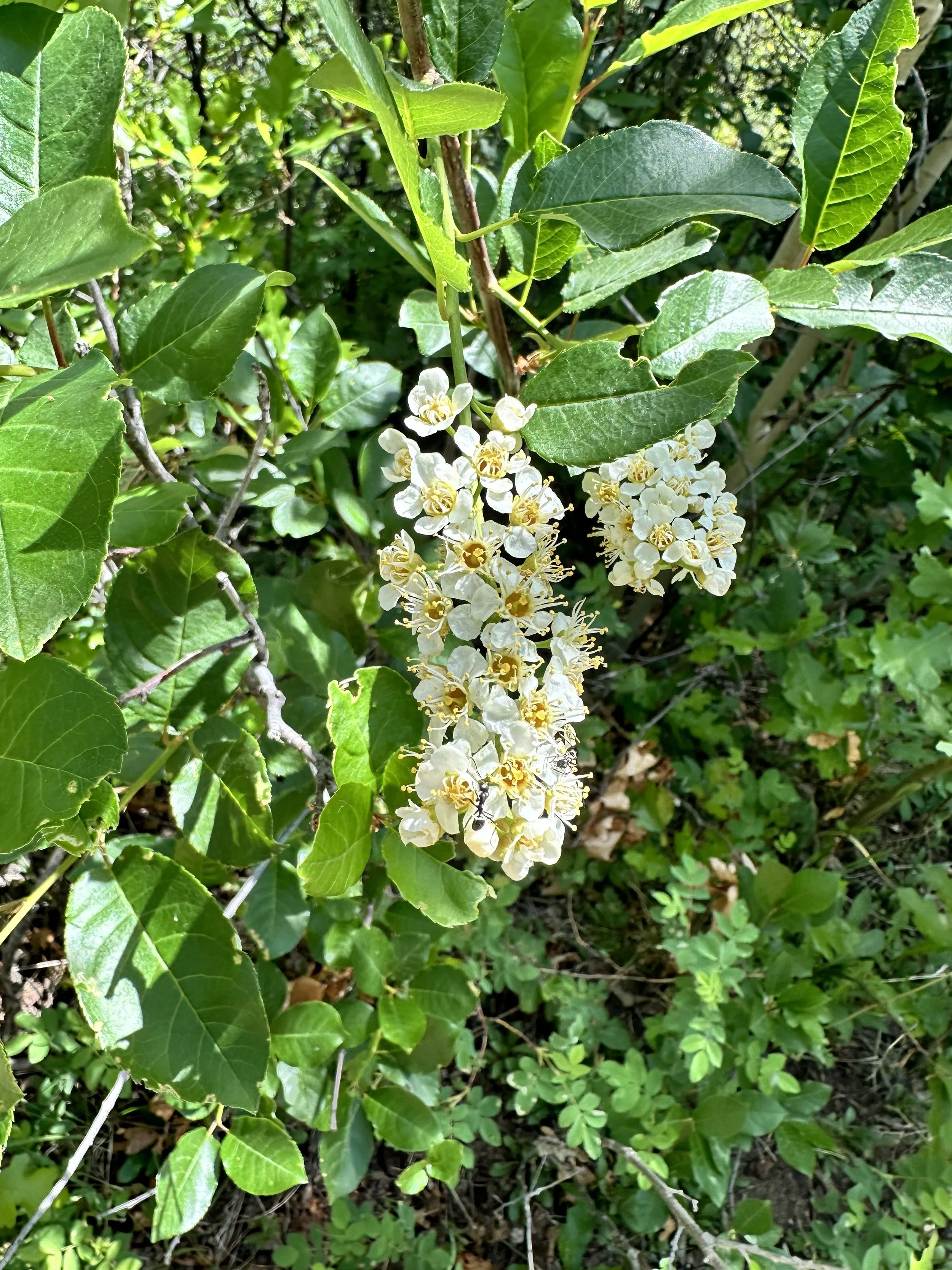 IMG_2847.jpeg