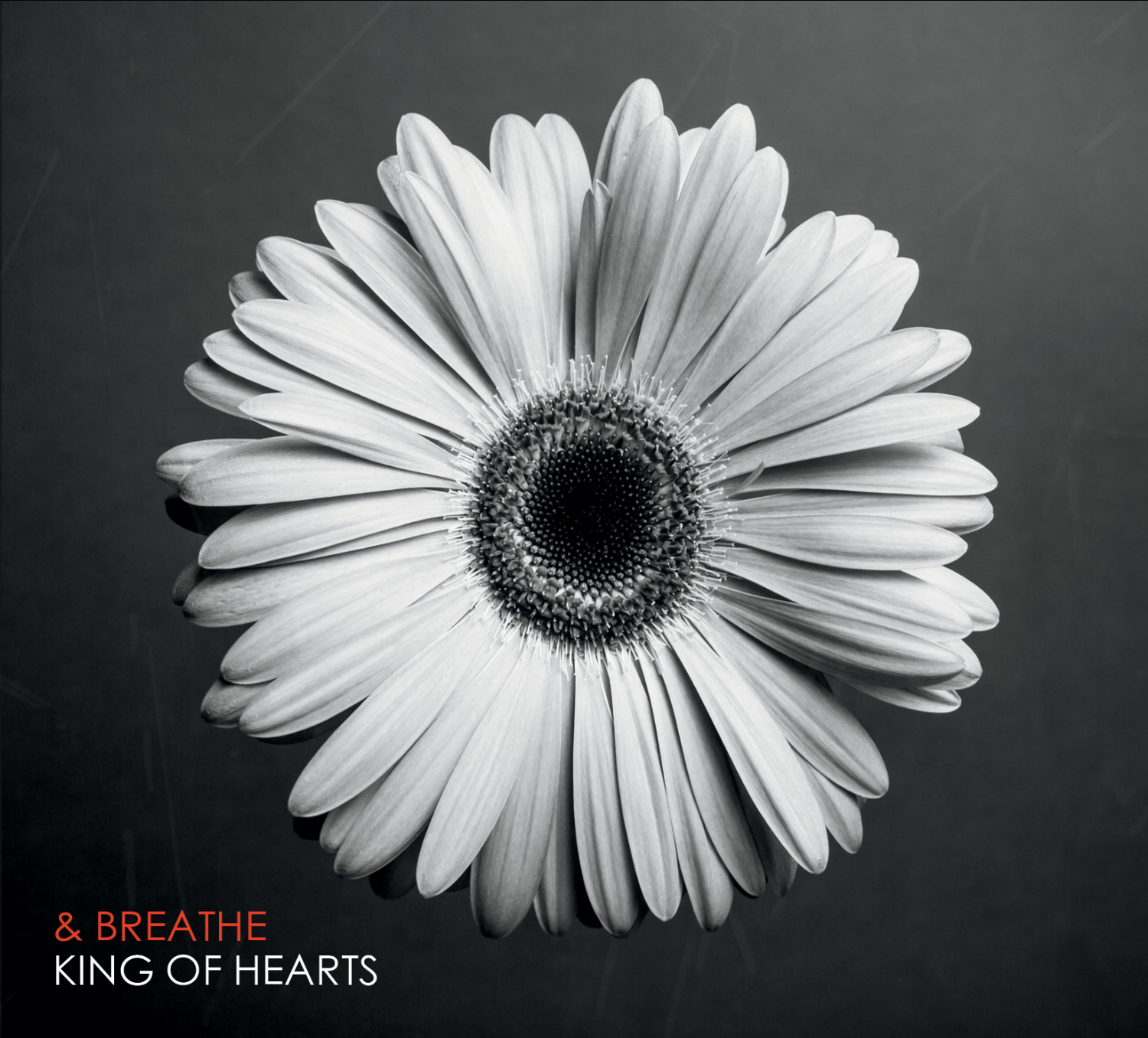 KingofHearts4PAN1TWEB+.png
