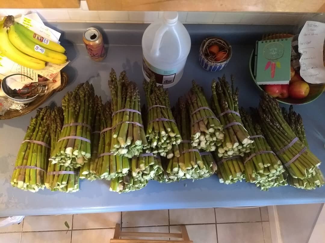 Pickling prep: 28.5lbs of Michigan Asparagus.