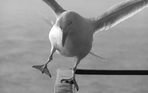 bird balanc.axd copy.jpg