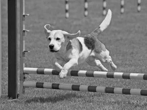 Feldenkraisdogss.jpg