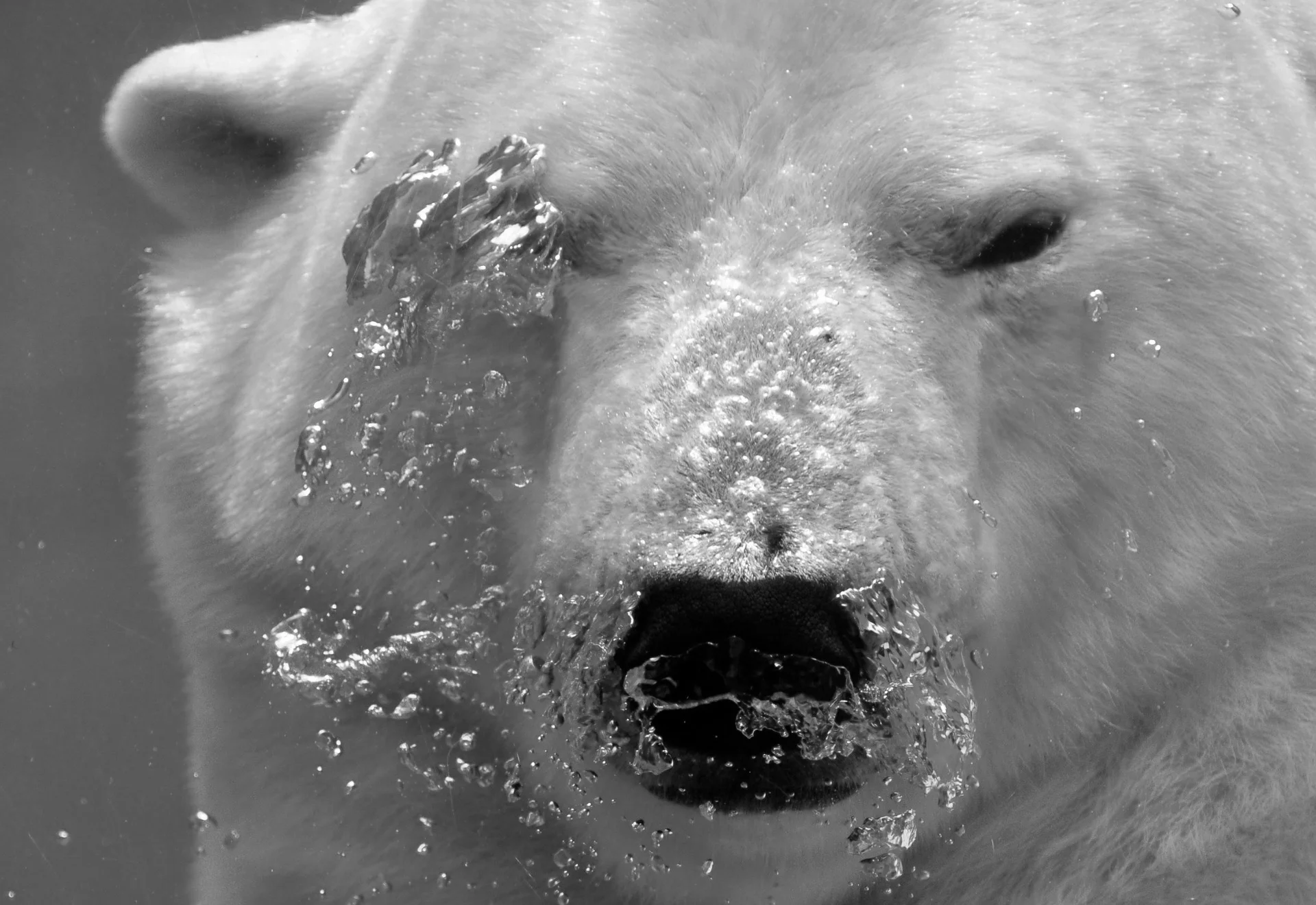 polar feldenkrais.jpg