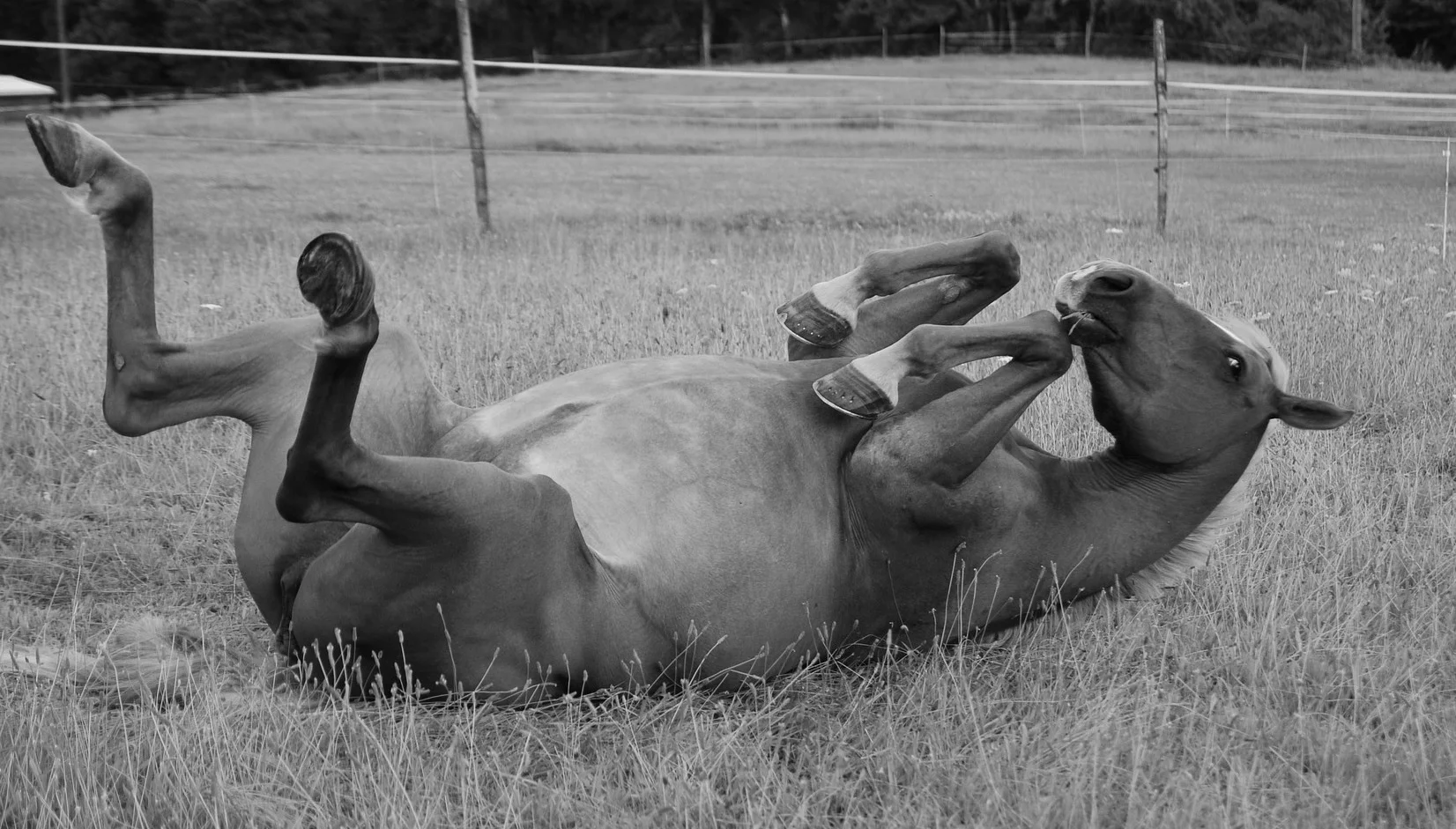 Feldenkrais rolling.jpg
