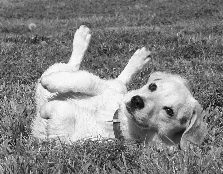 Soften the spine: Prep to roll