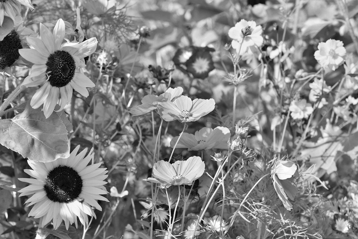 flower-meadow-3598555_1920.jpeg