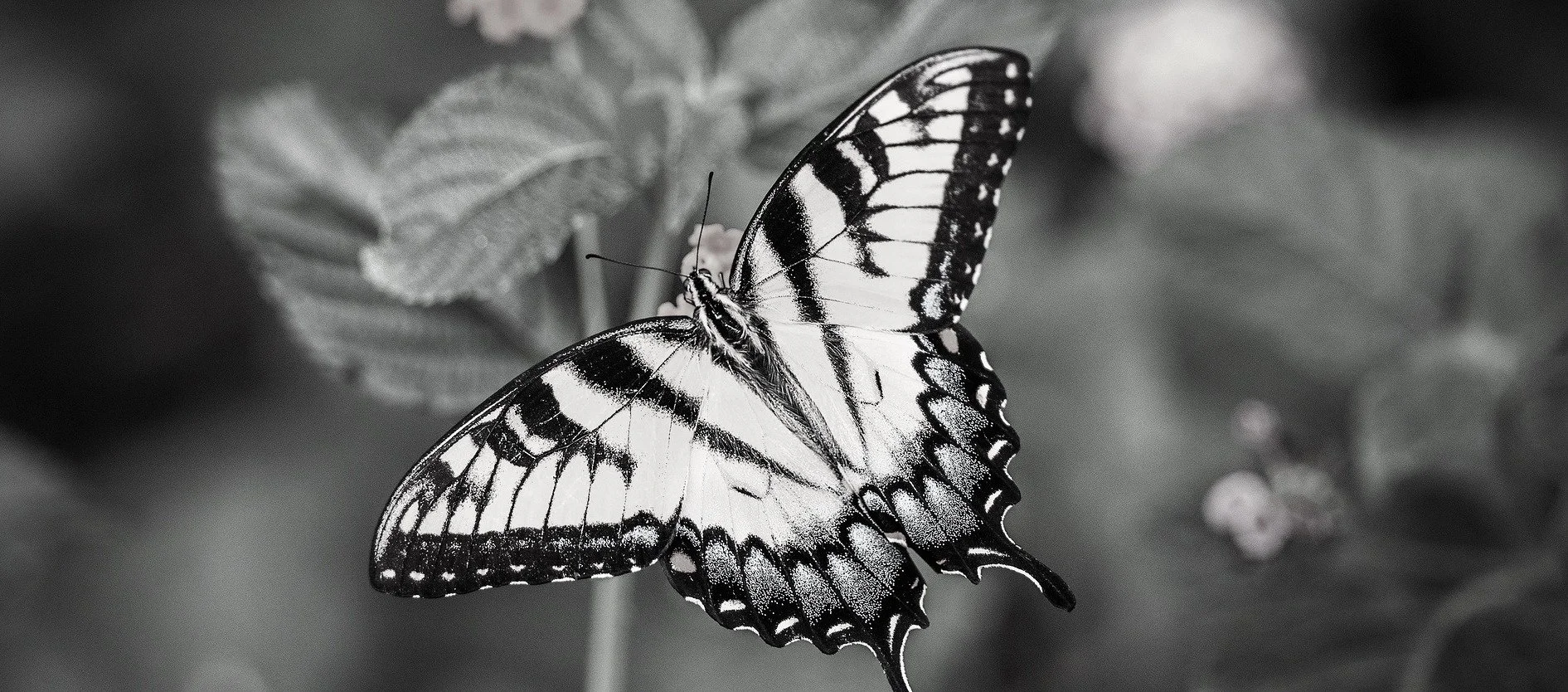 butterfly-gda6168781_1920 copy.jpg